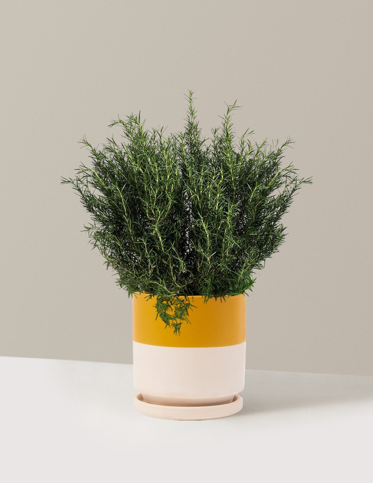 Tuscan Blue Rosemary