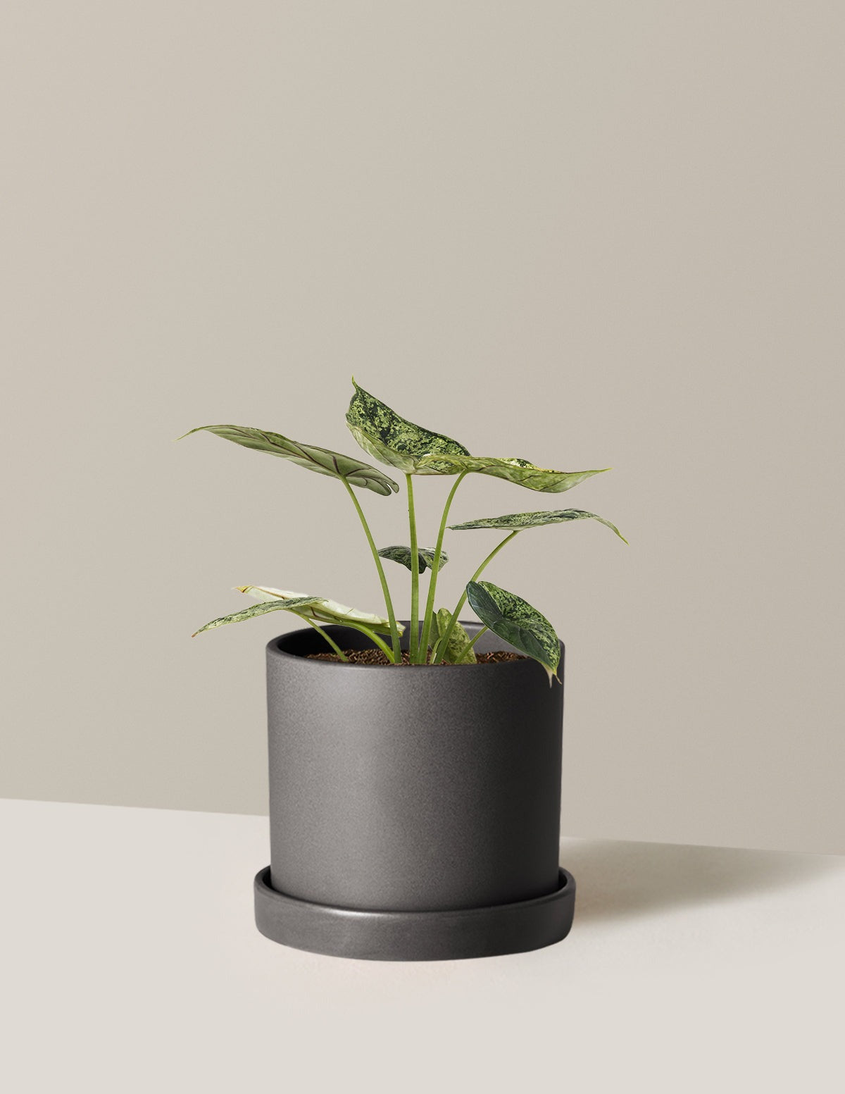 Alocasia Green Mint