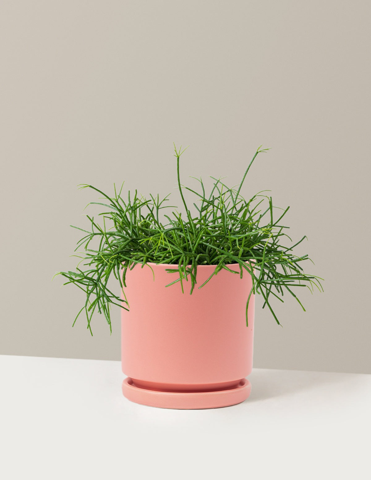 Mistletoe Cactus