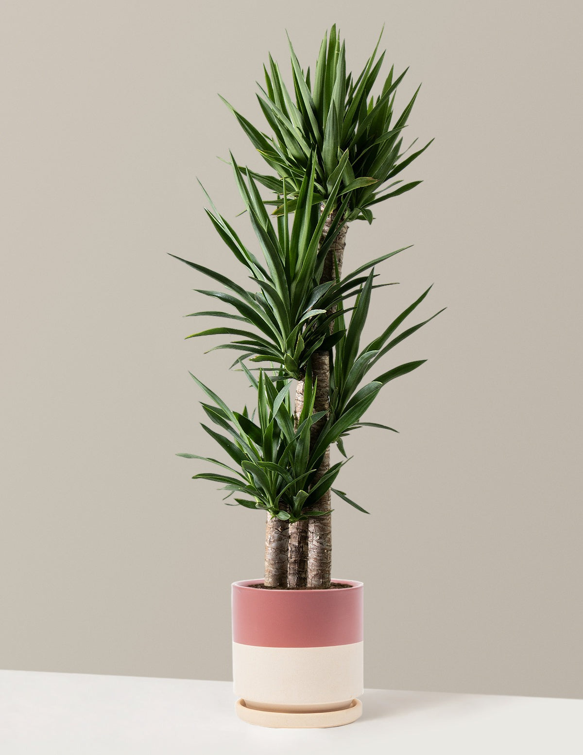Yucca Plant Multi Stem