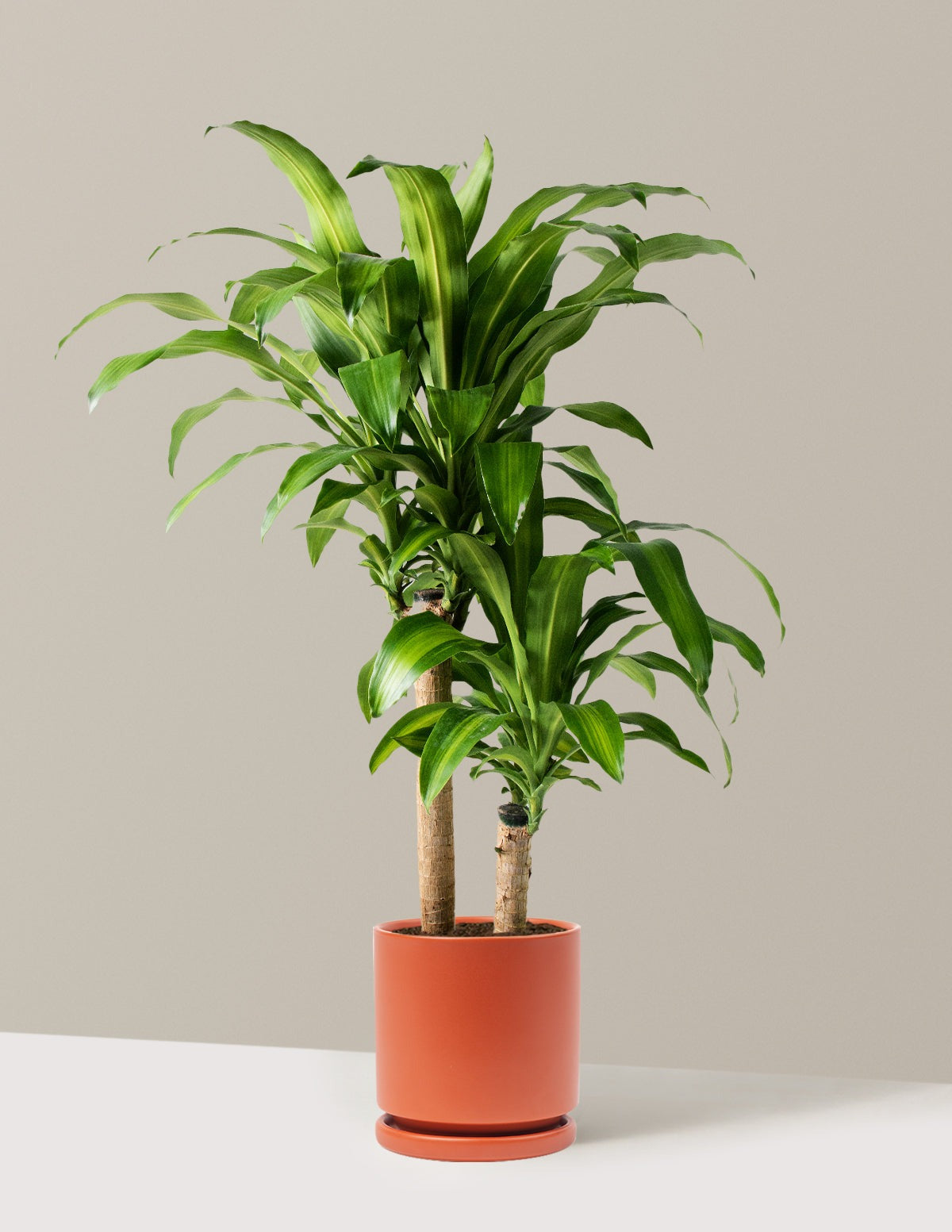 Dracaena Mass Cane