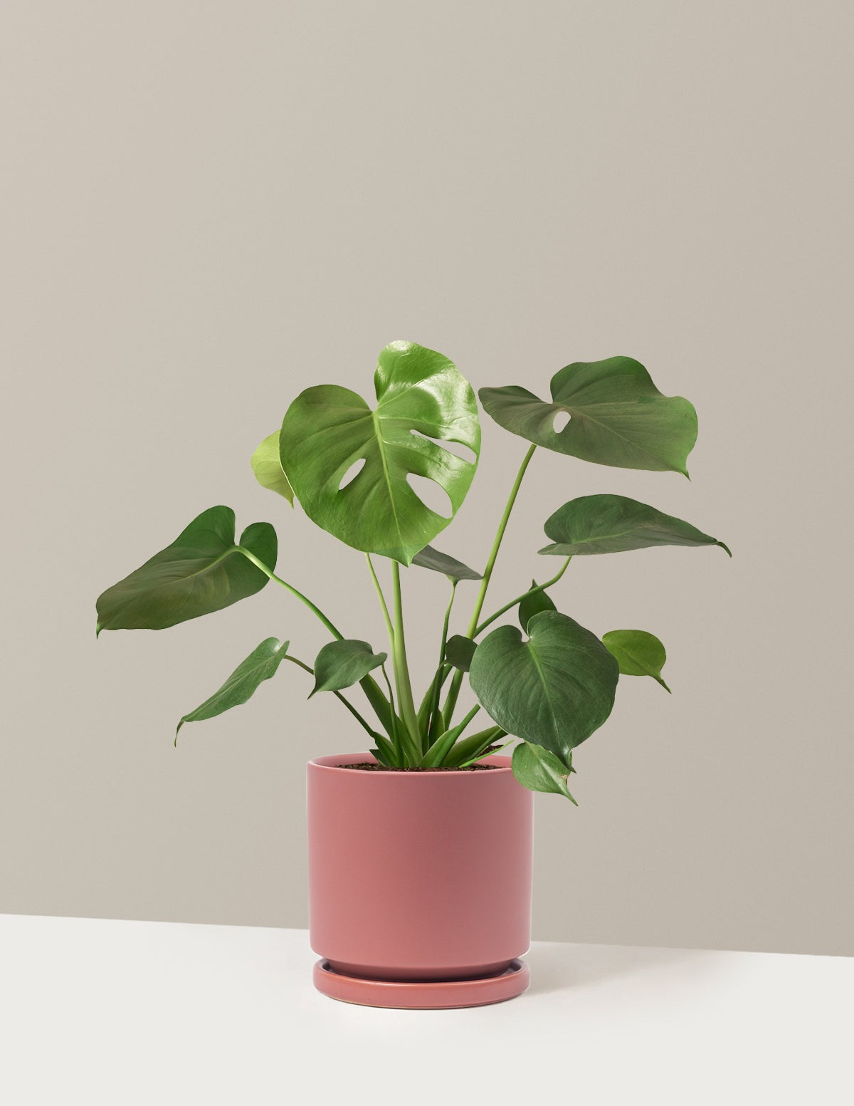 Monstera Deliciosa