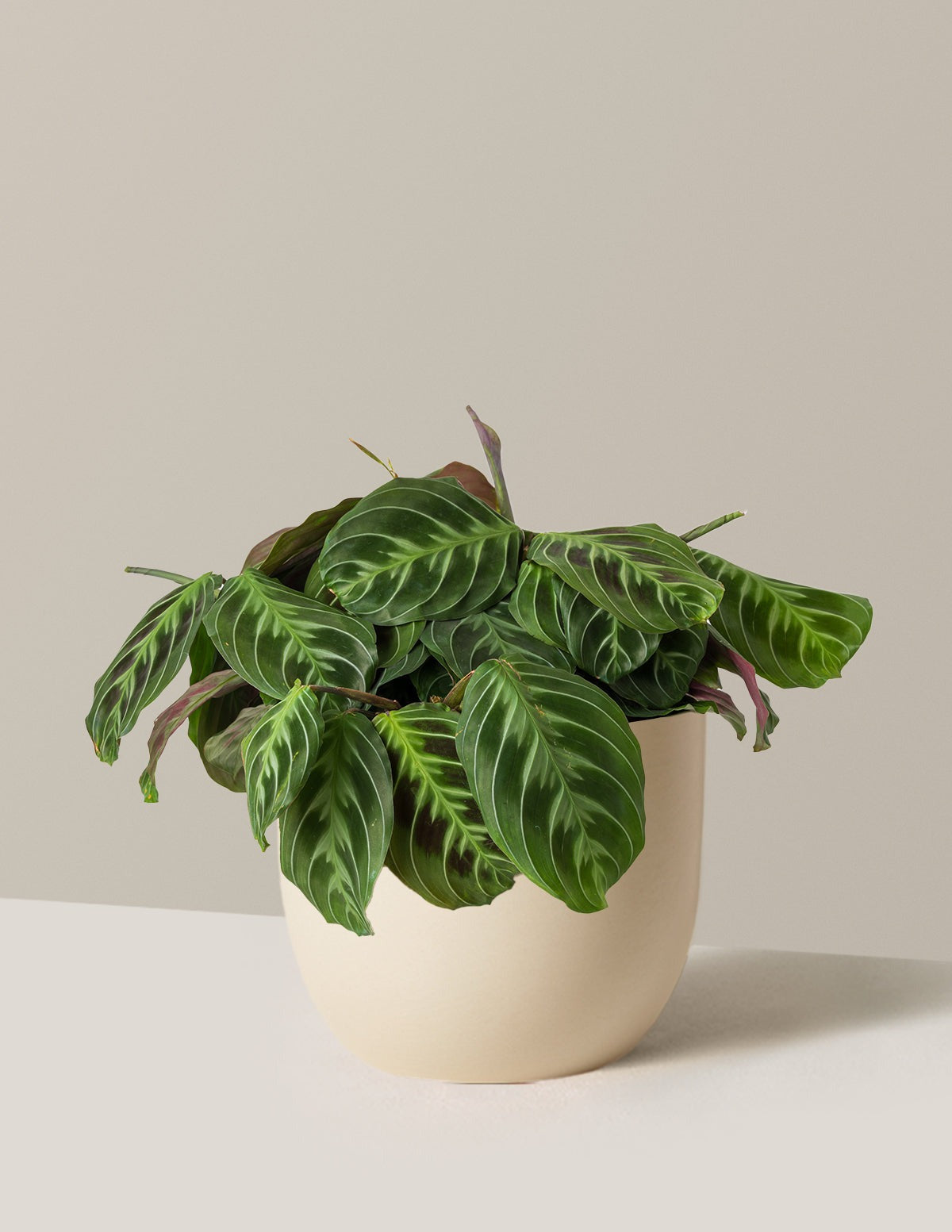 Black Prayer Plant