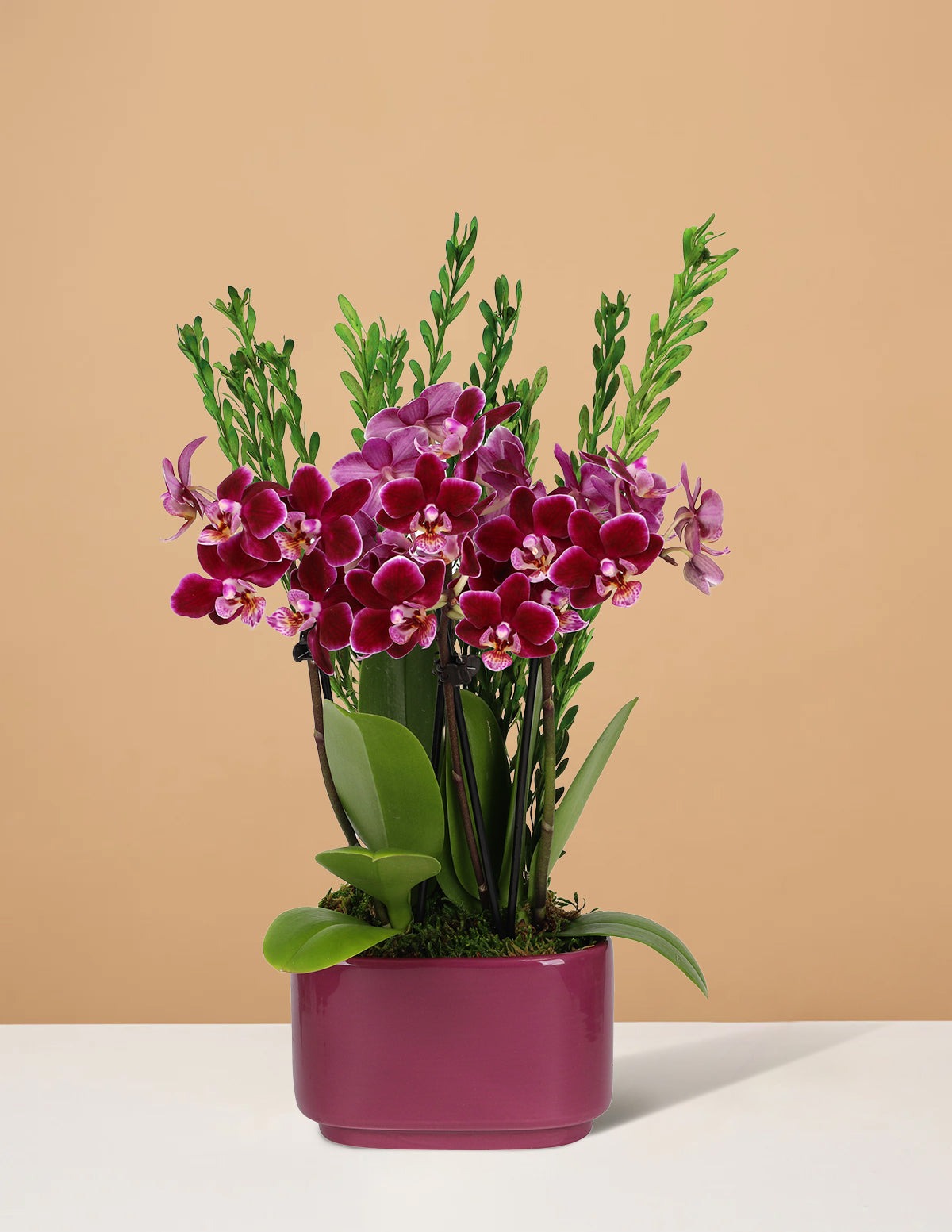 Small Double Orchid