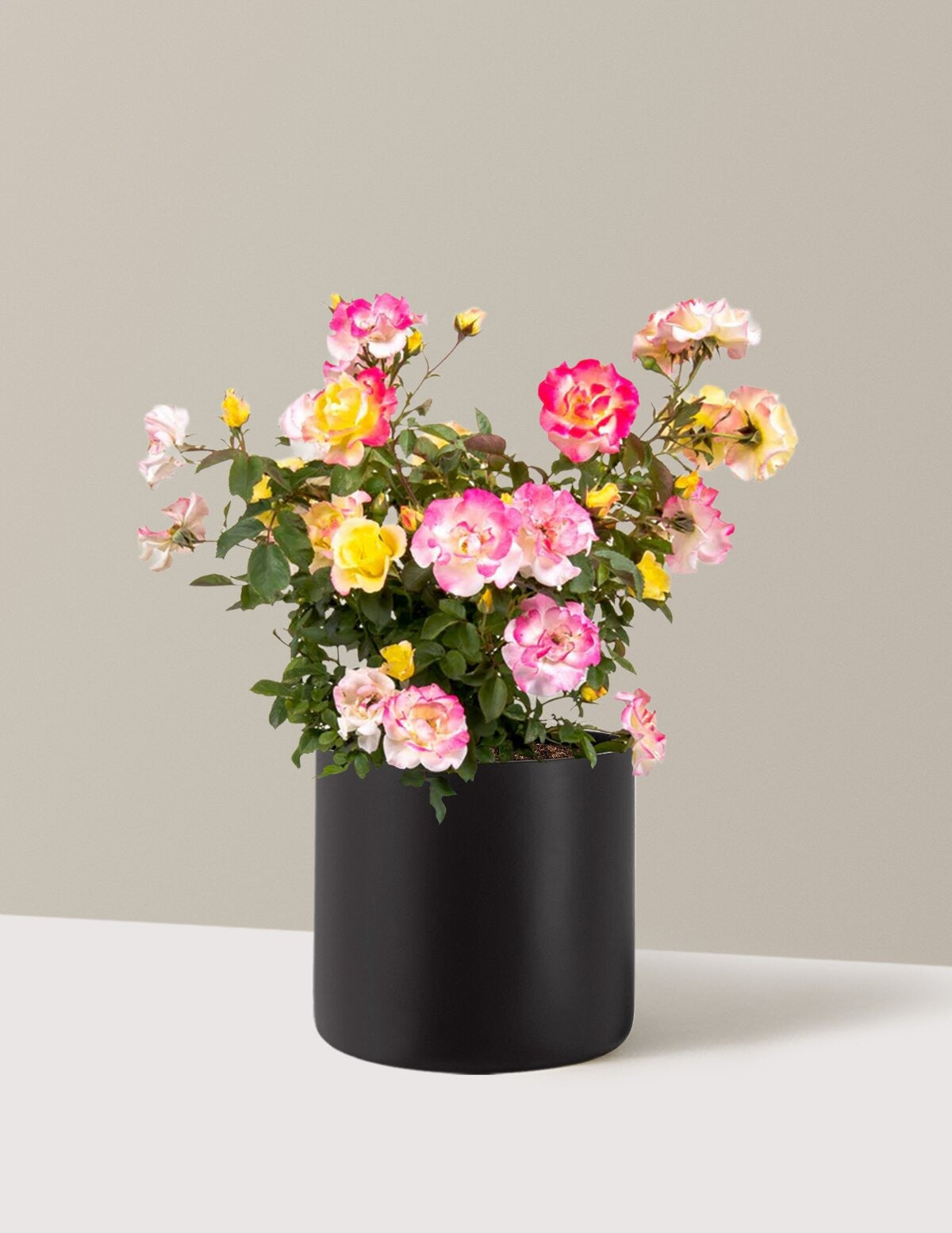 Gumball GoodyTM Rose