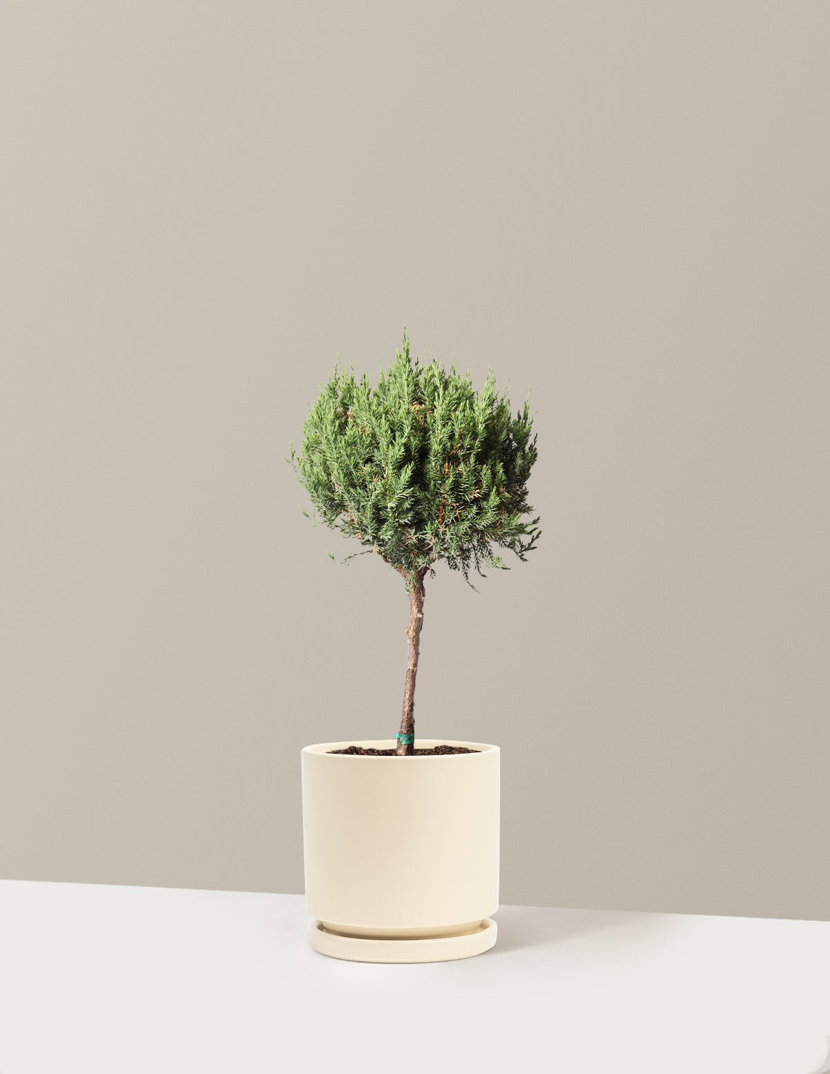 Blue Point Juniper Topiary Tree