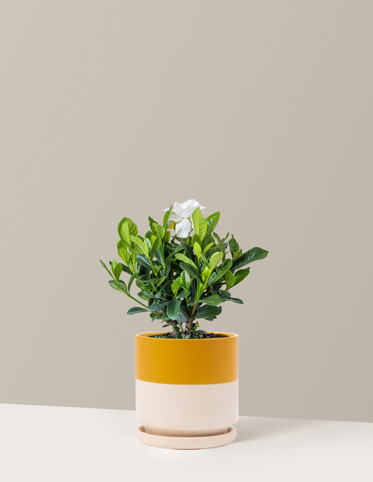 Gardenia Bush