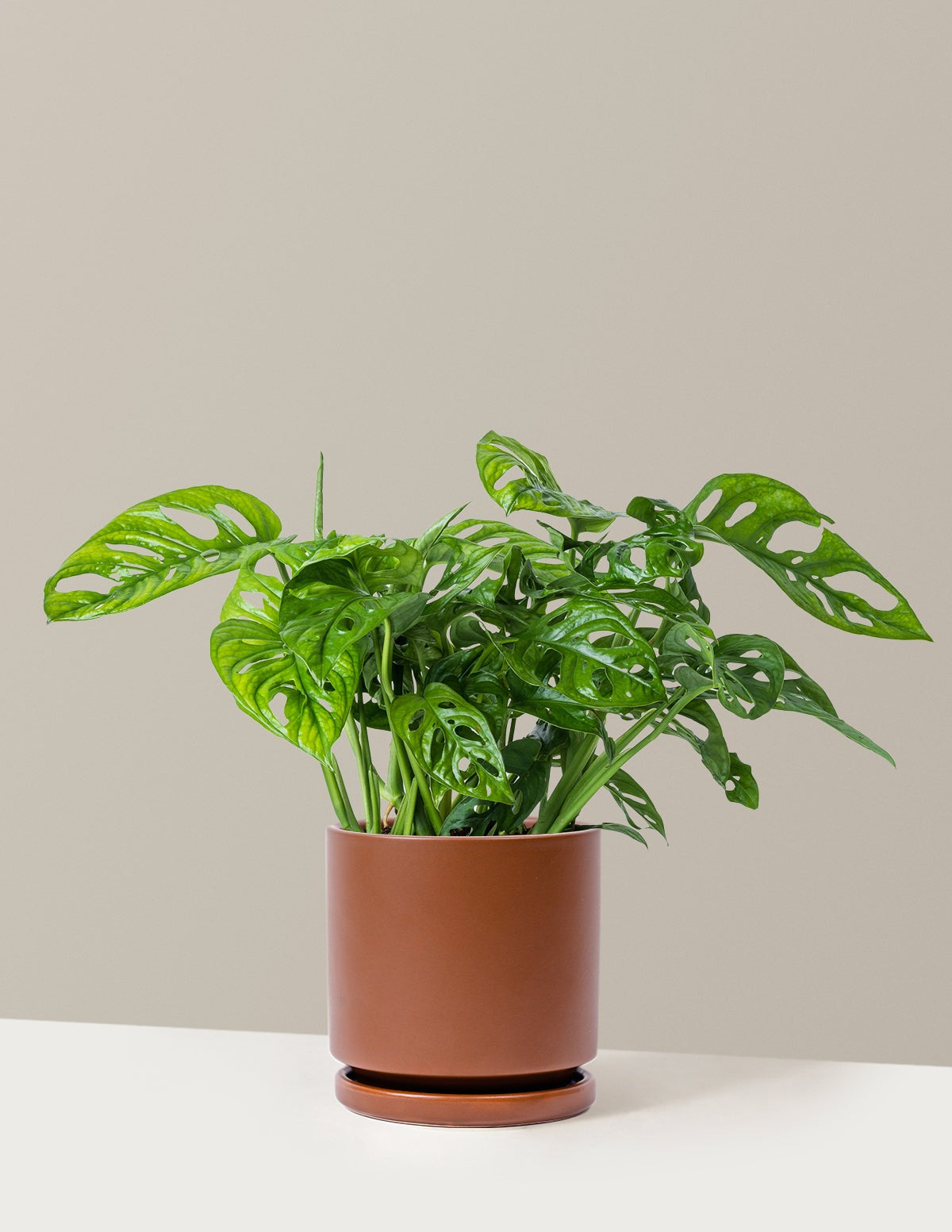 Monstera Adansonii