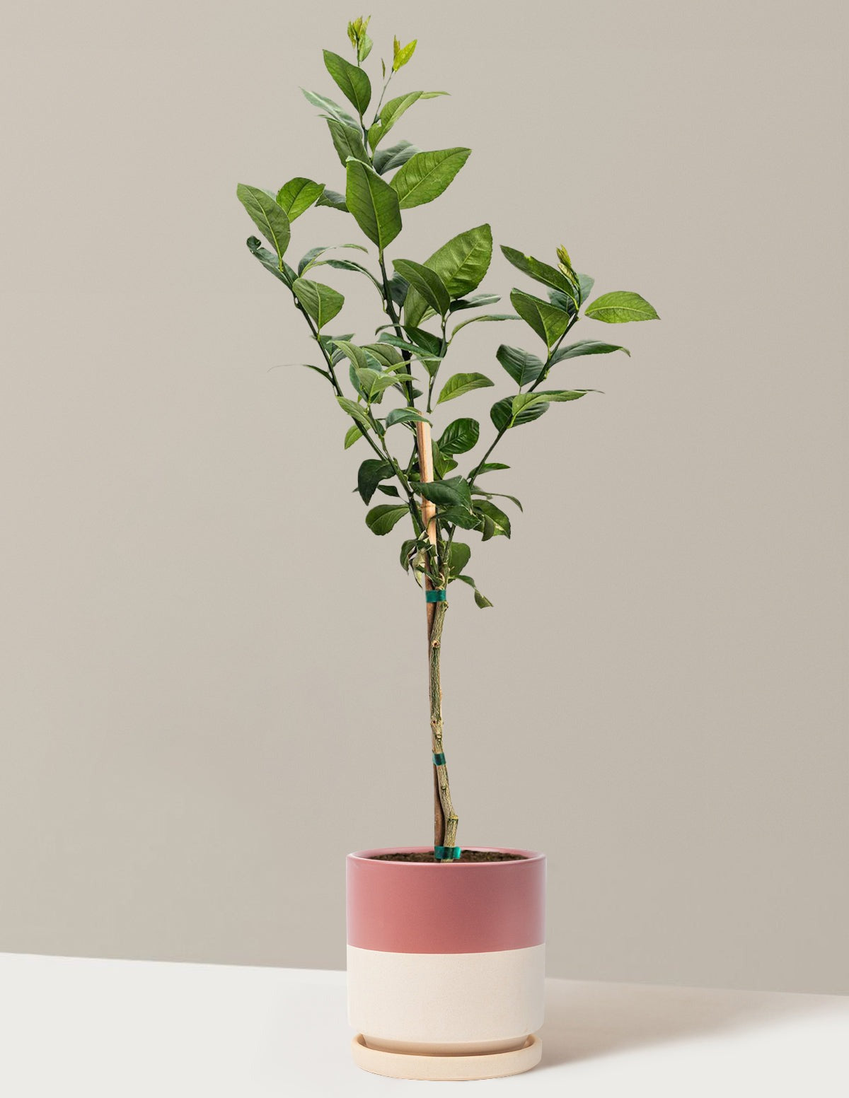 Meyer Lemon