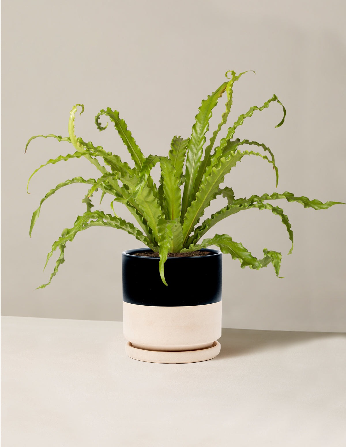 Bird's Nest Fern