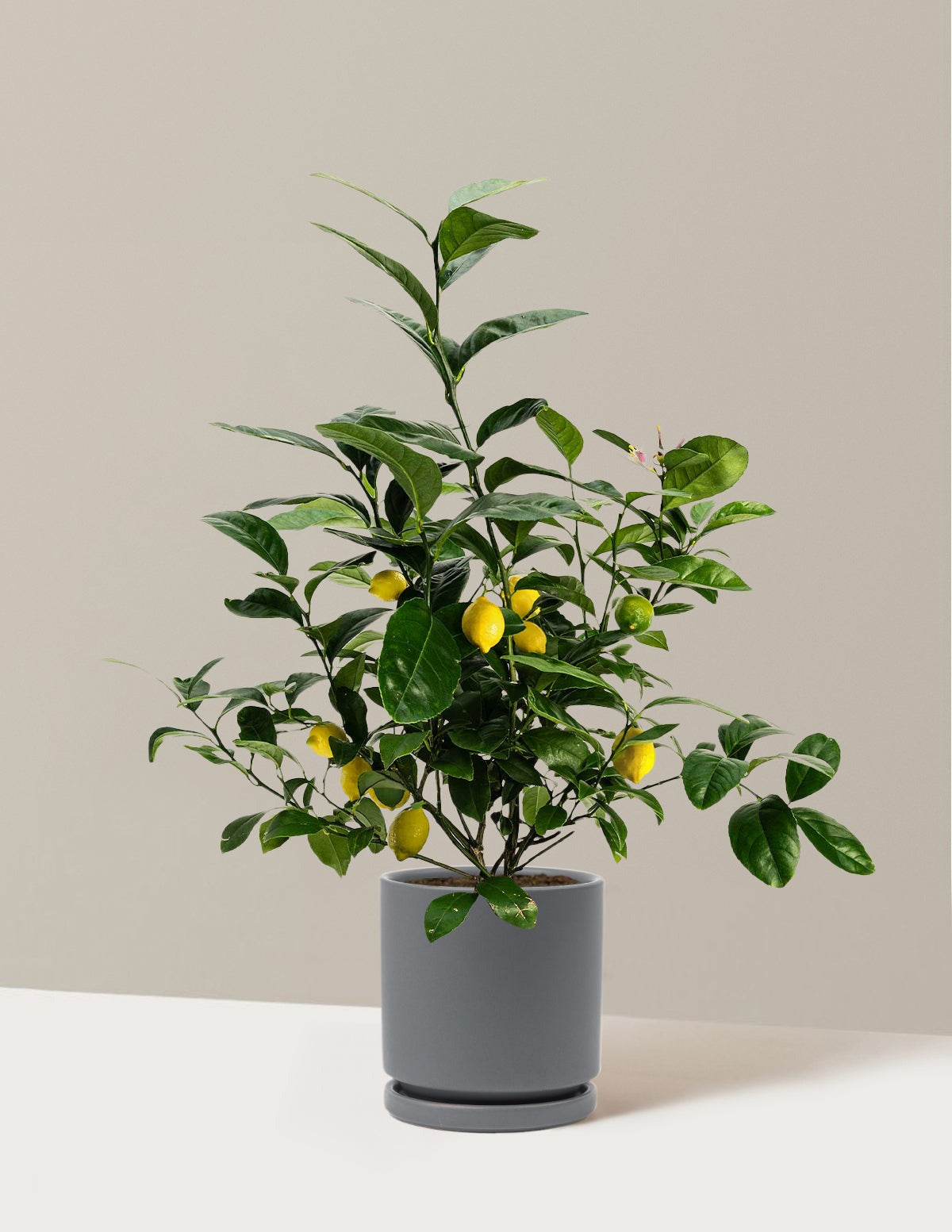 Meyer Lemon
