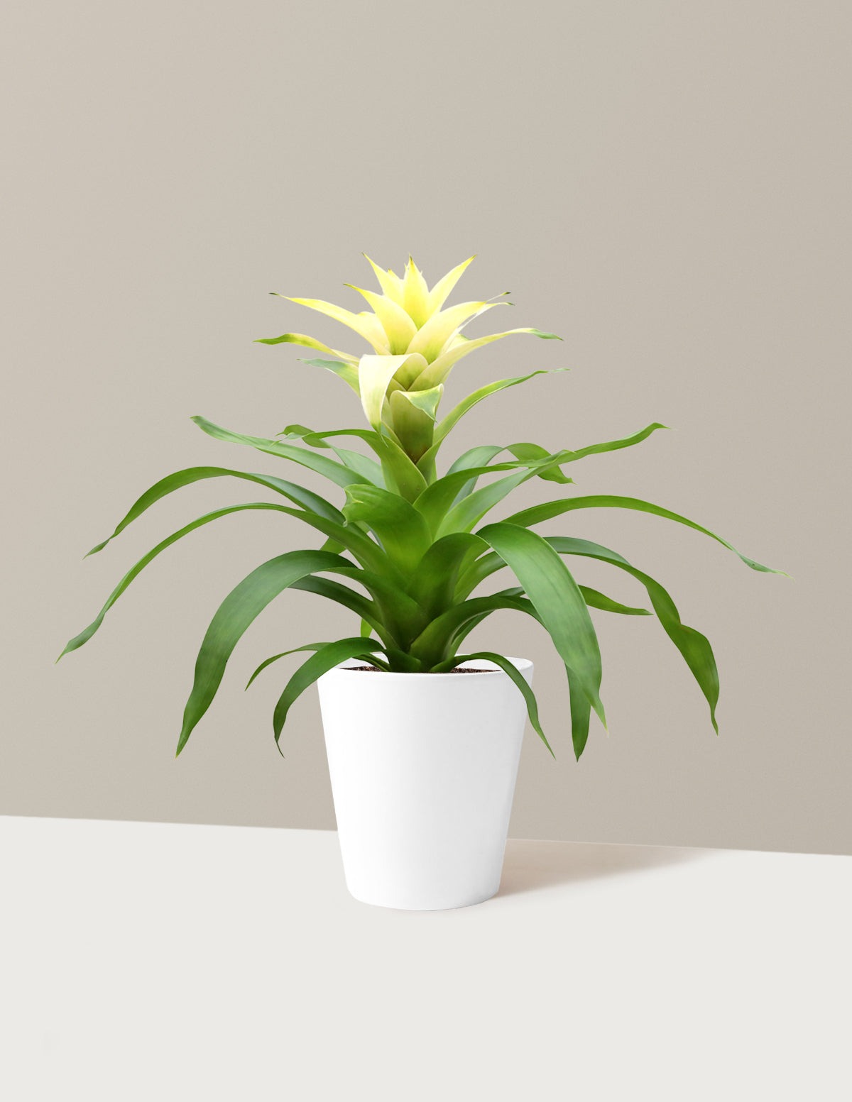 Bromeliad Deseo White