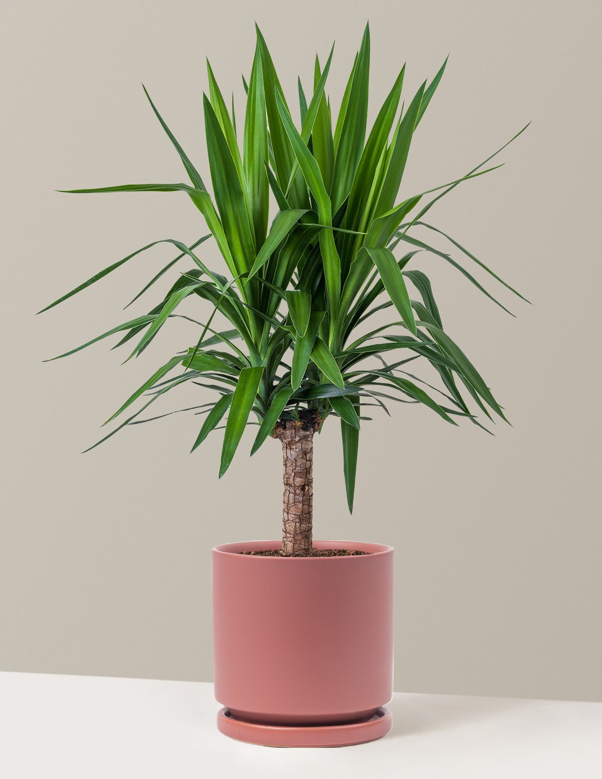 Yucca Plant Single Stem