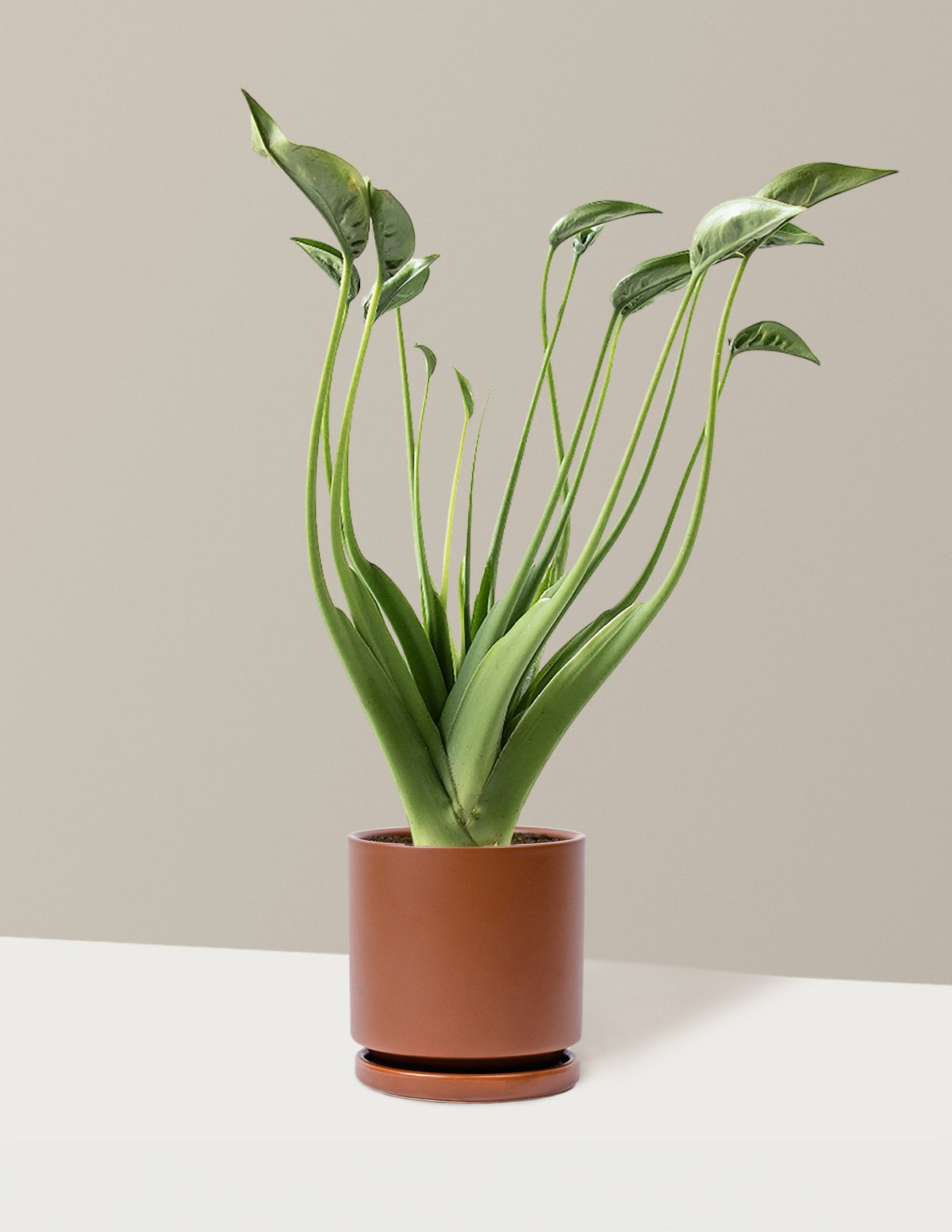 Alocasia Tiny Dancer