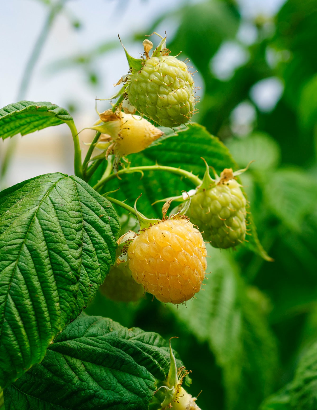 Fall Gold Raspberry