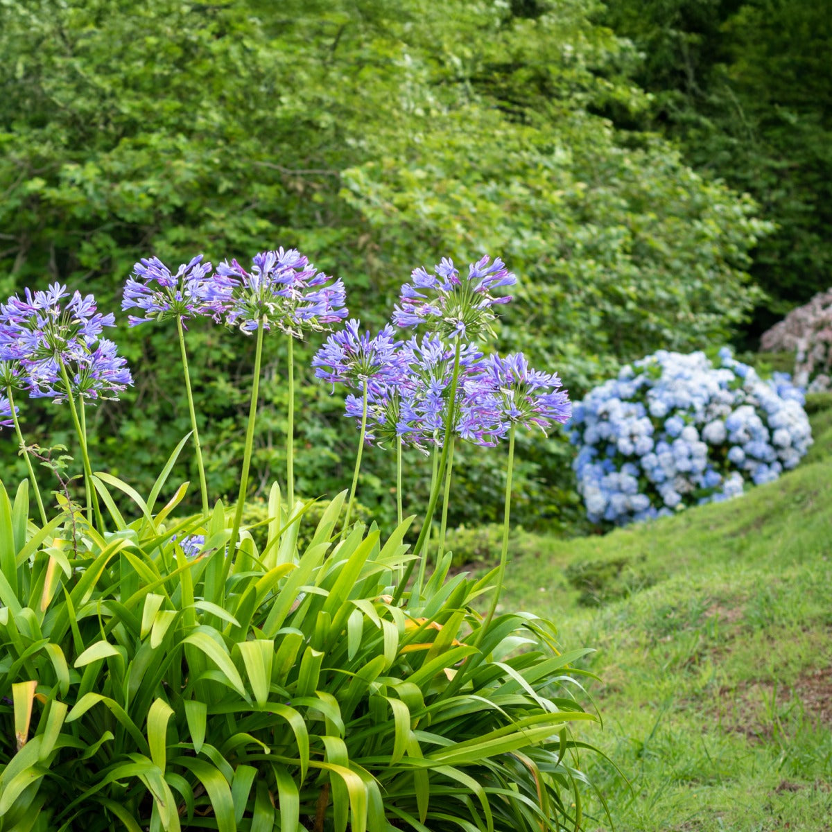 Baby PeteTM Agapanthus