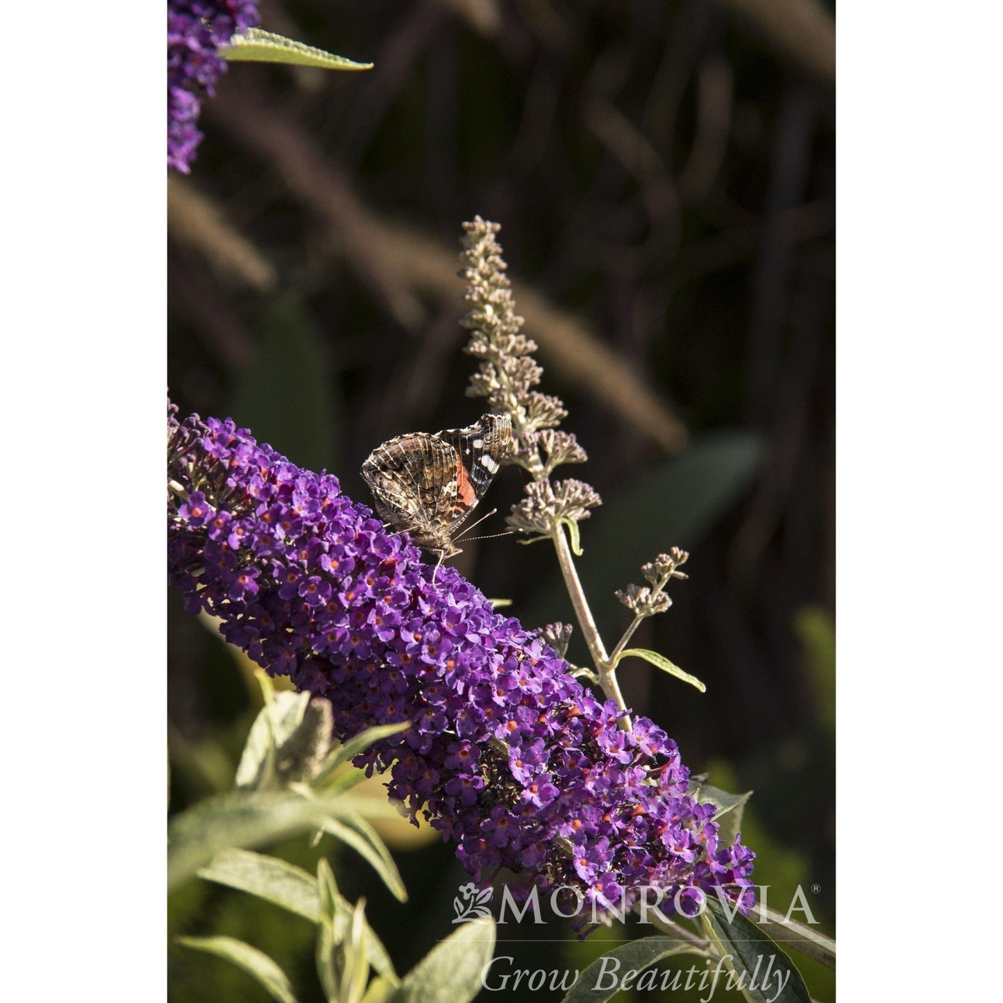 Black Knight Butterfly Bush
