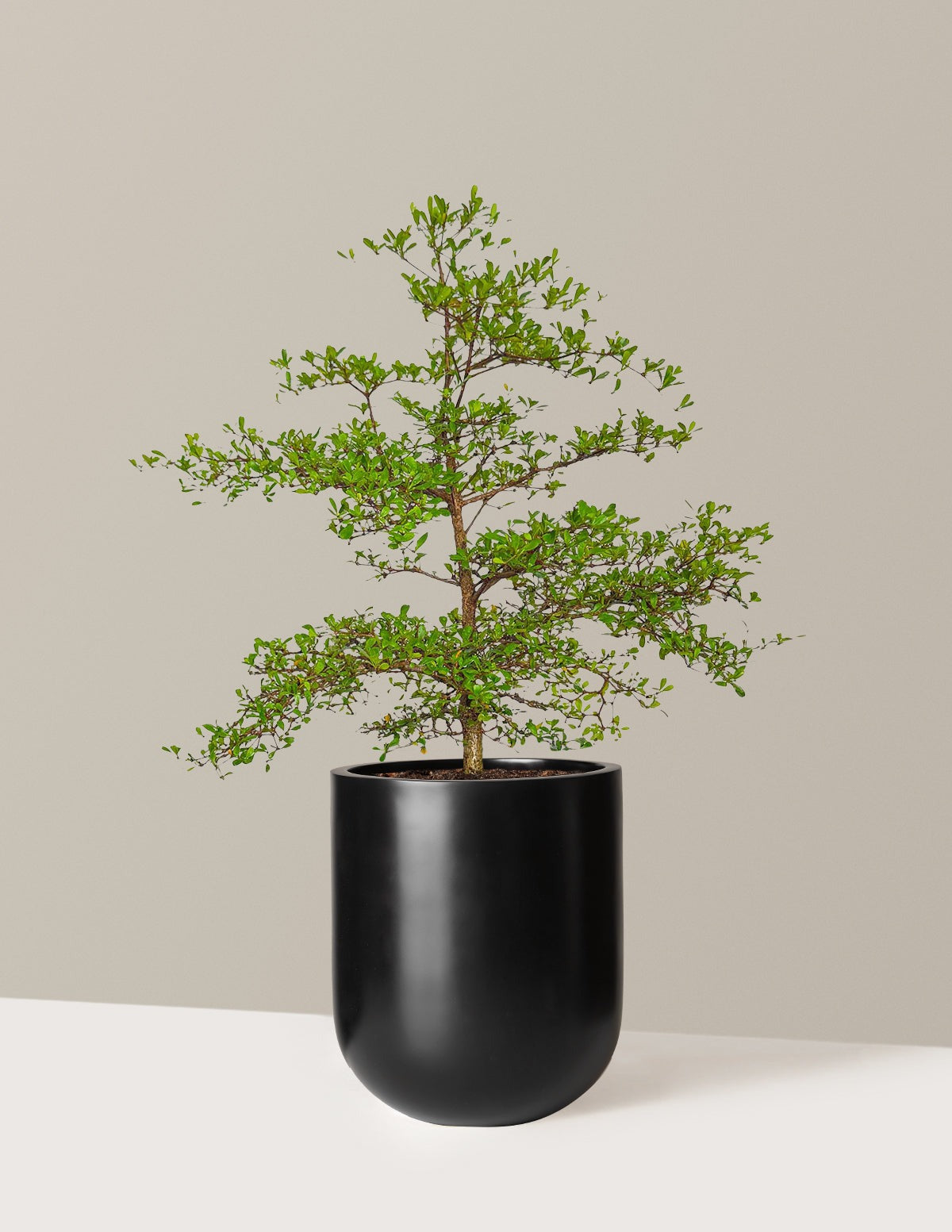 Black Olive Tree