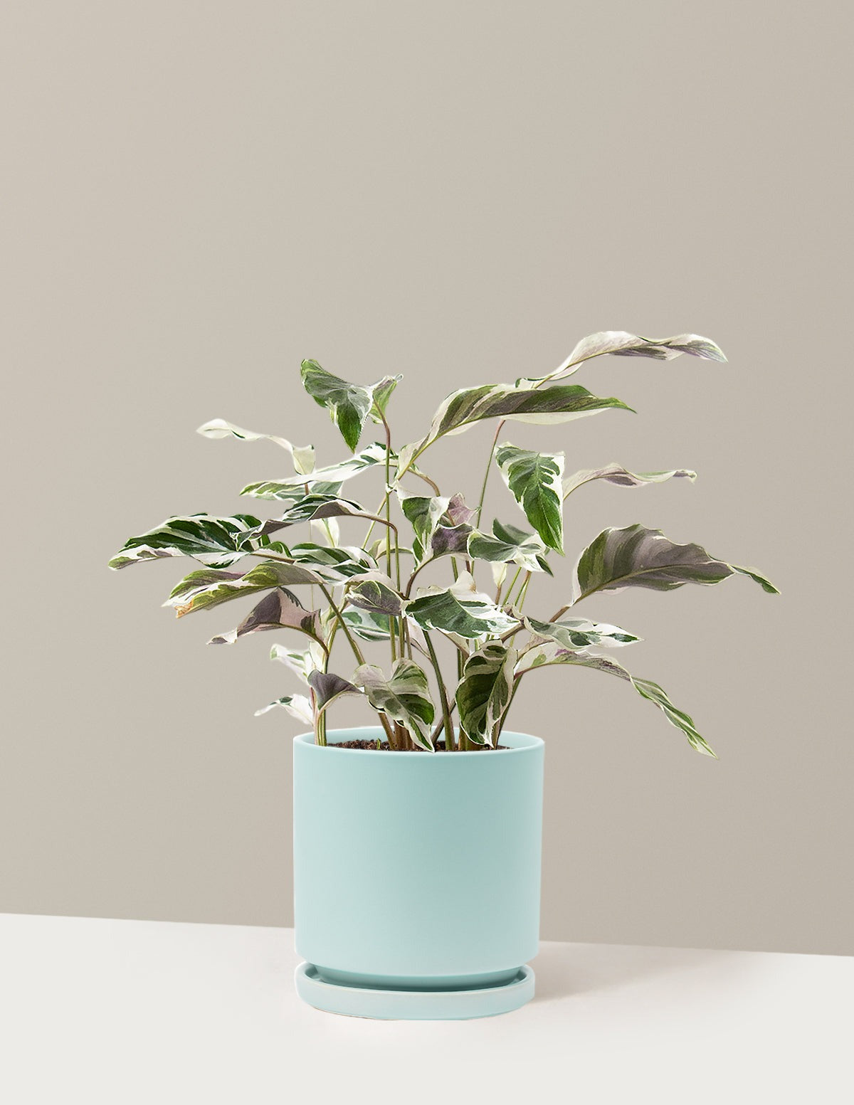 Calathea White Fusion