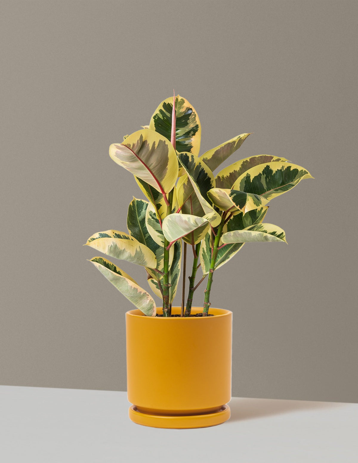 Ficus Tineke Bush