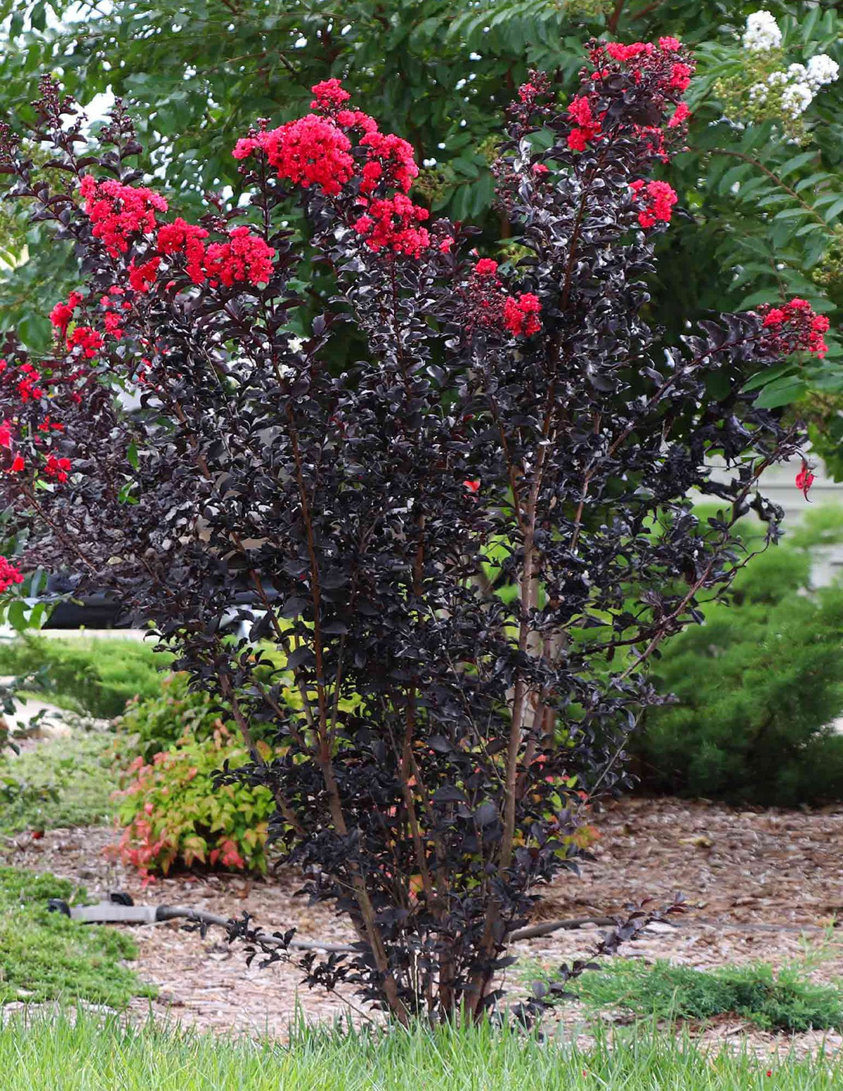 ThunderstruckTM Rumblin' RedTM Crapemyrtle