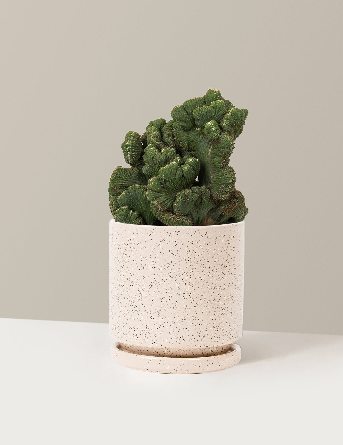Cereus Green Coral Cactus