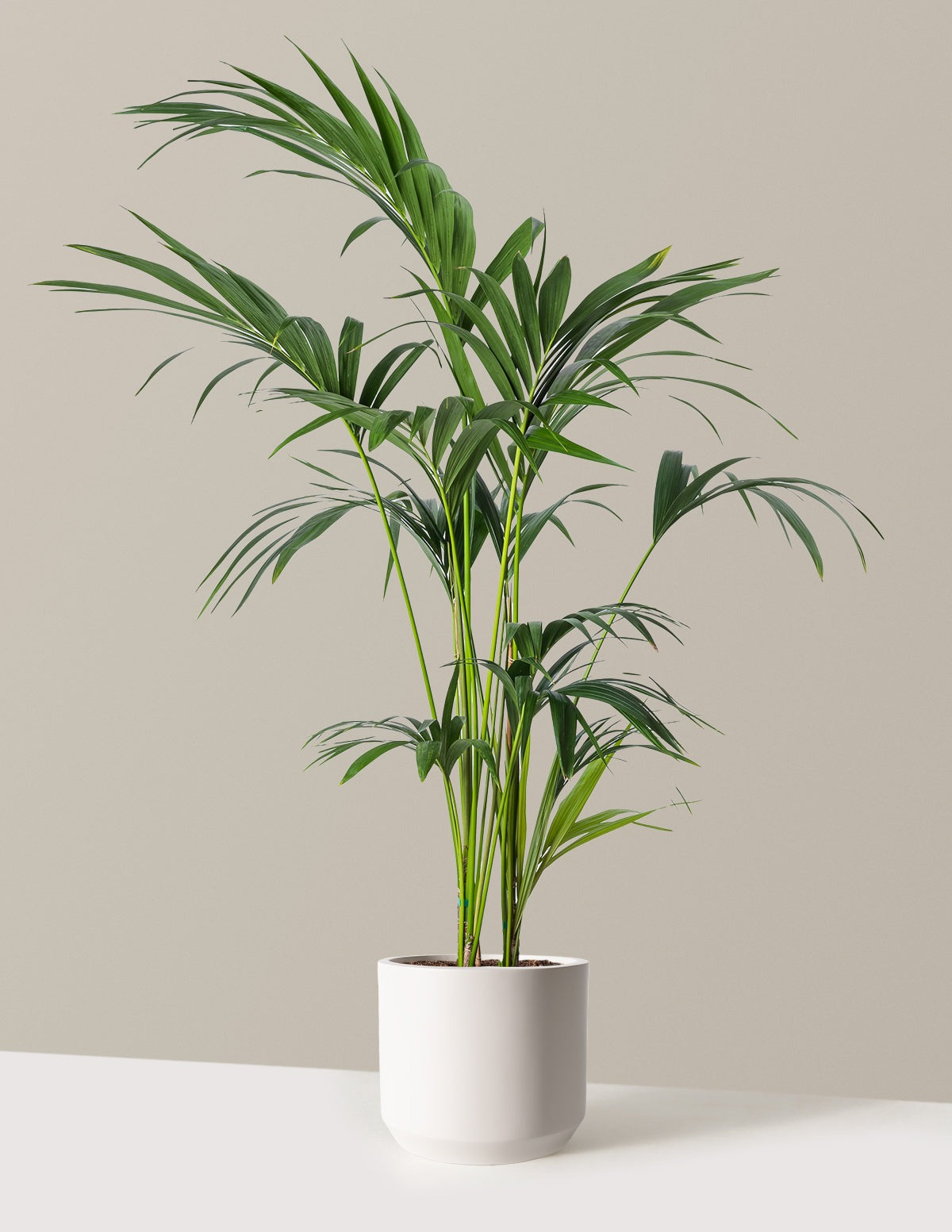 Kentia Palm