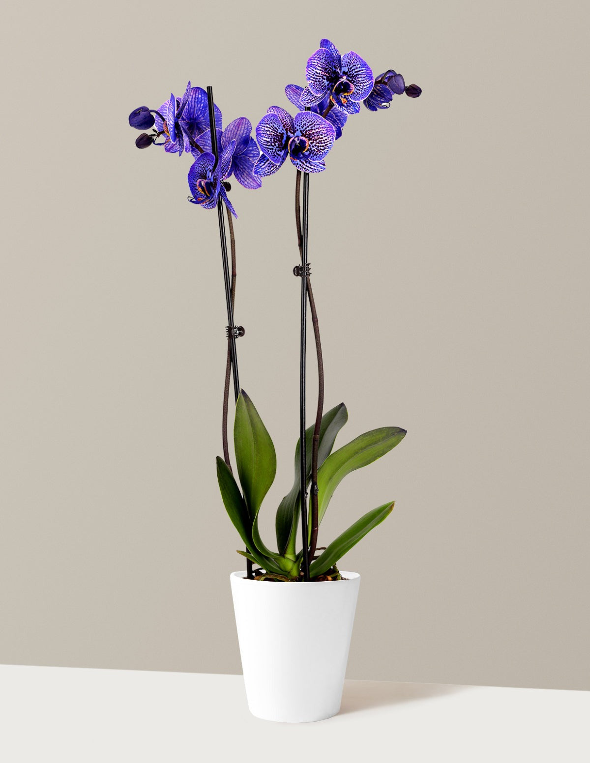 Amethyst Dream Kaleidoscope Orchid