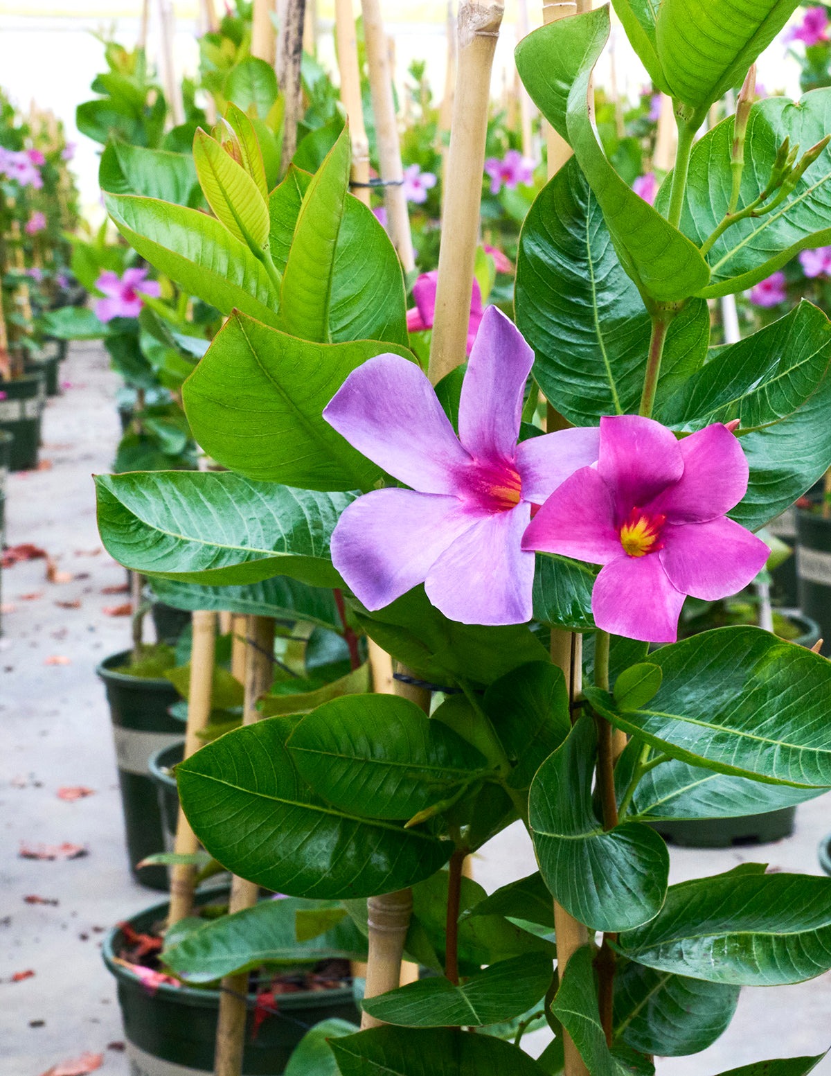 Sun Parasol® Original XP BluephoriaTM Mandevilla