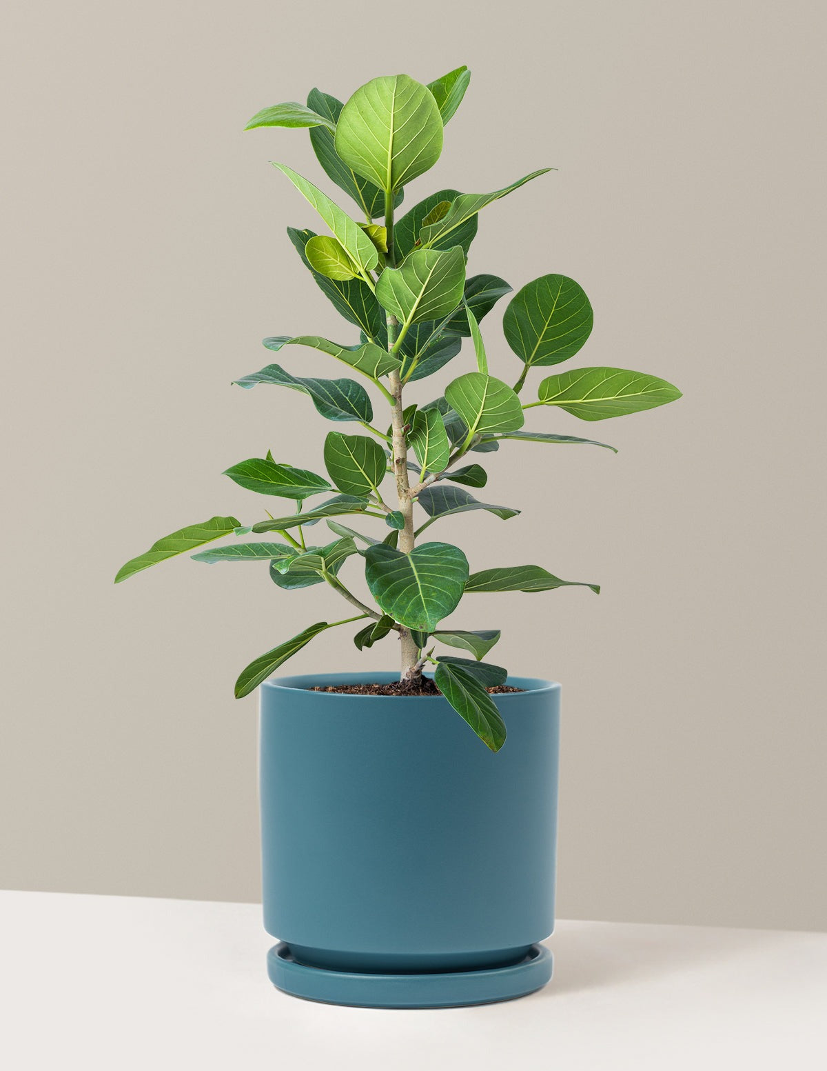 Ficus Audrey Bush