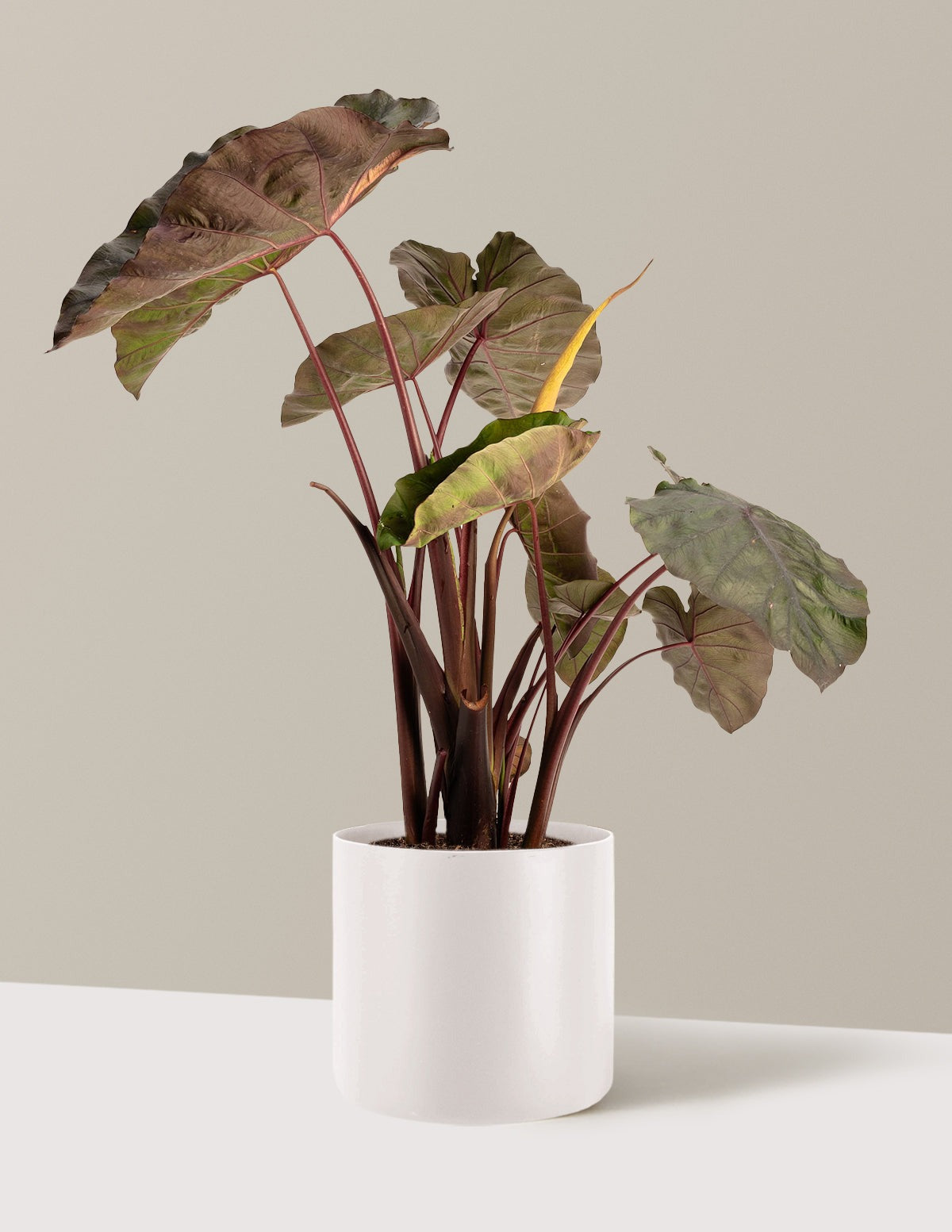 RedemptionTM Colocasia