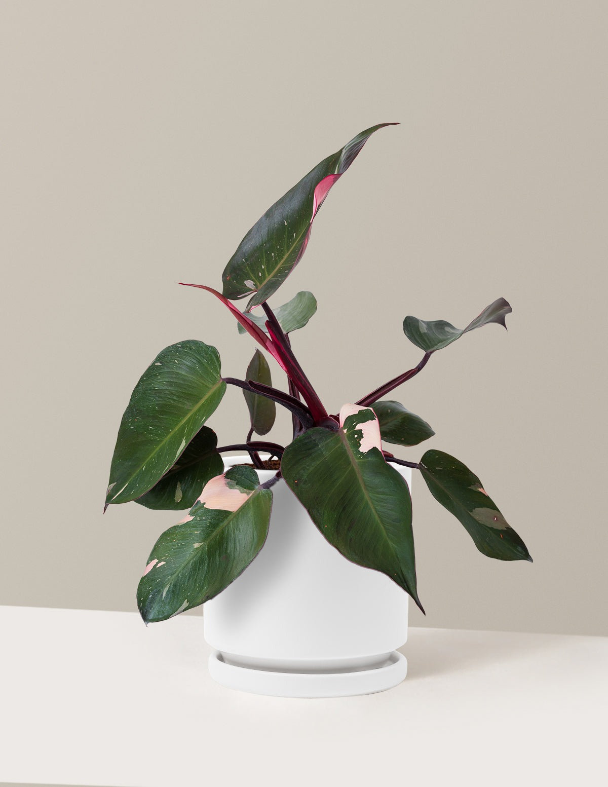 Philodendron Pink Princess