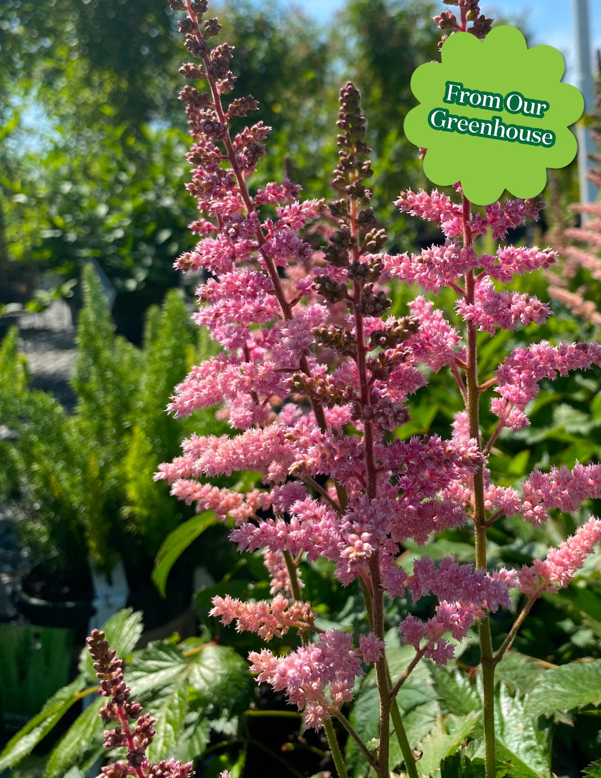 Vision in Pink Astilbe