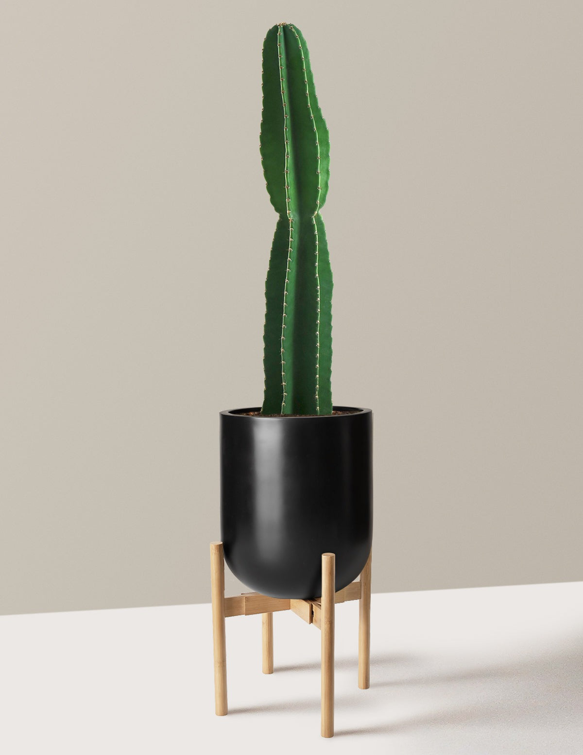Large Peruvian Apple Cactus