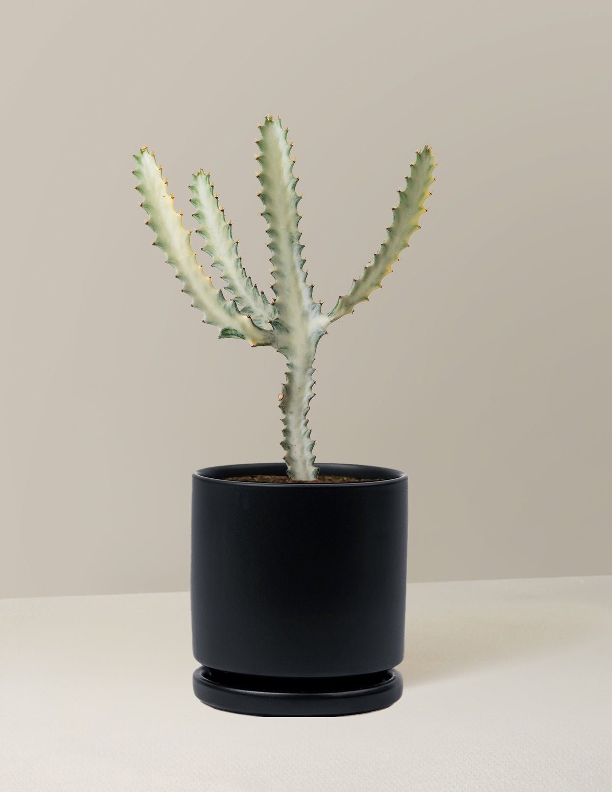 Euphorbia White Ghost