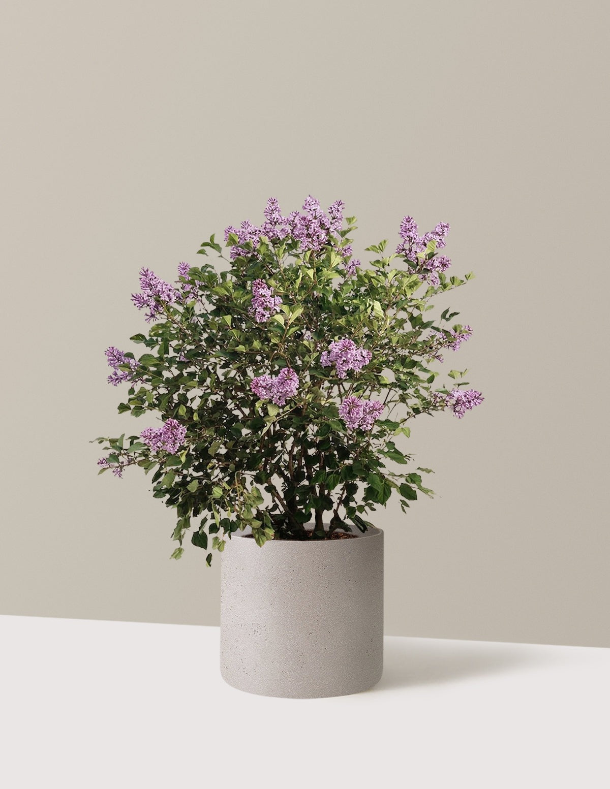 Bloomerang Lilac Bush