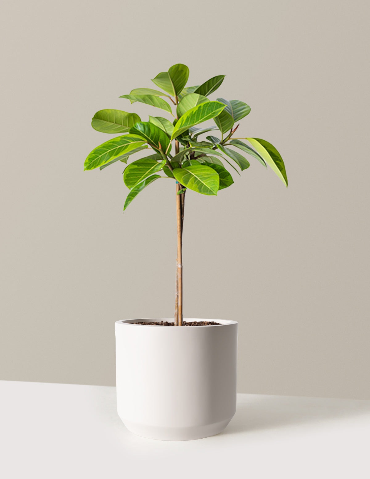 Large Ficus Altissima Tree