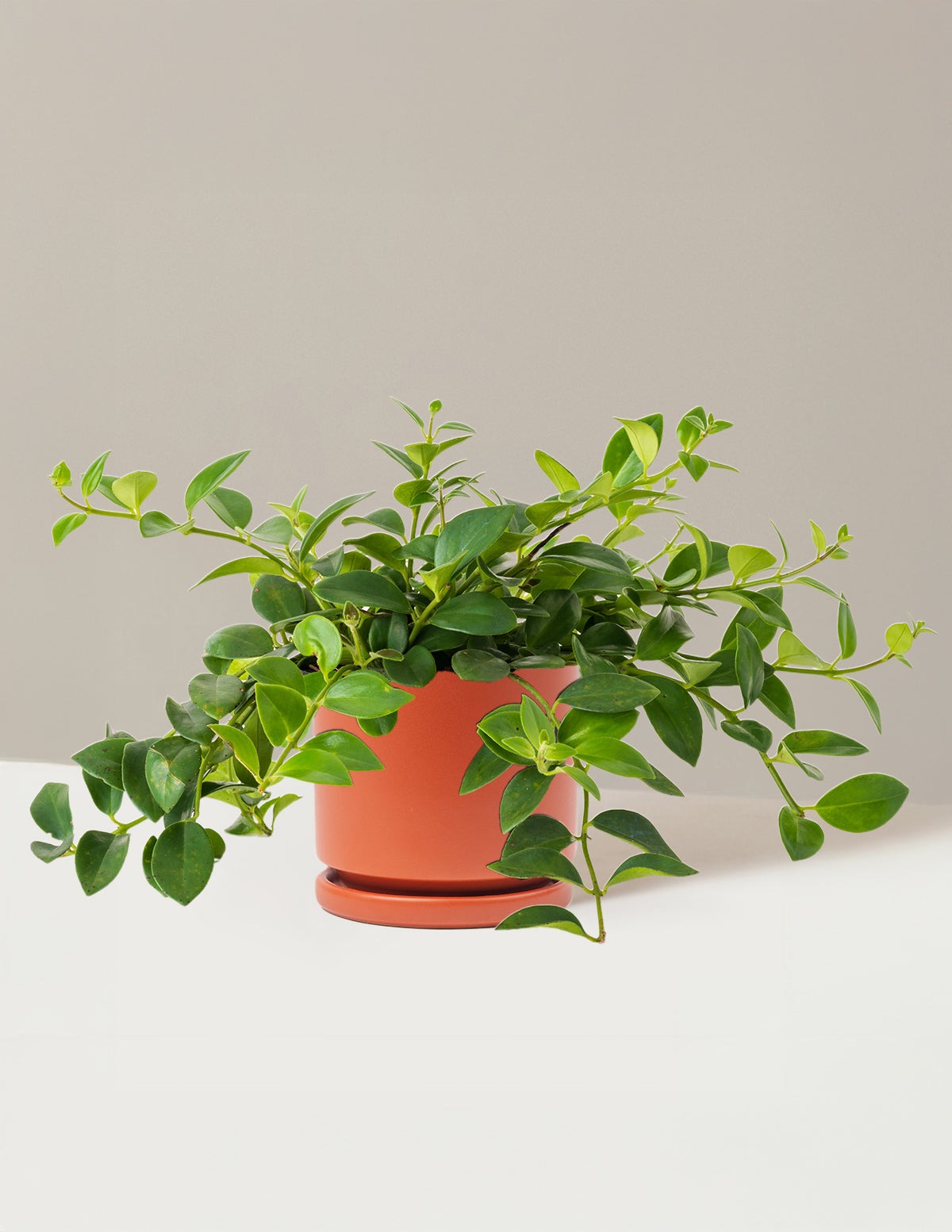 Lipstick Plant