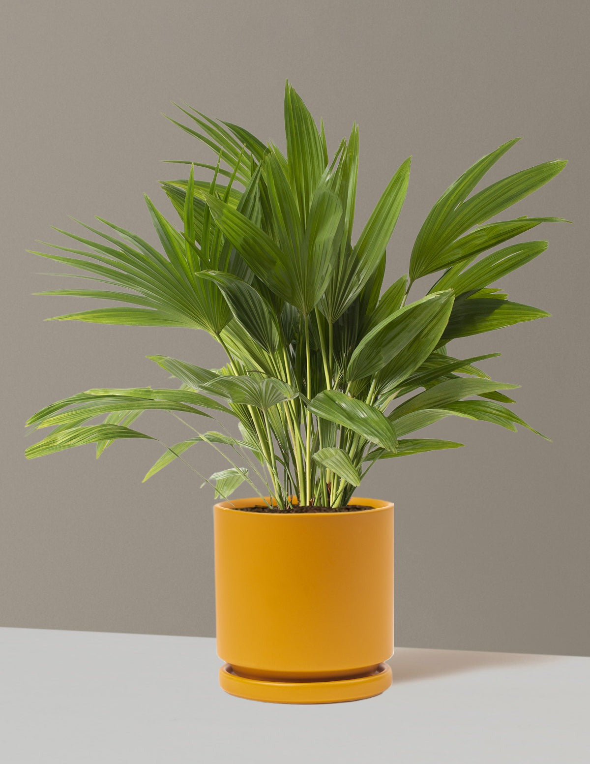 Fan Palm
