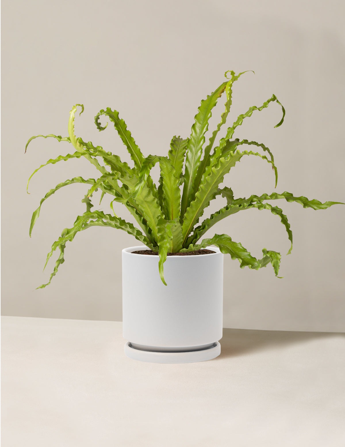 Bird's Nest Fern