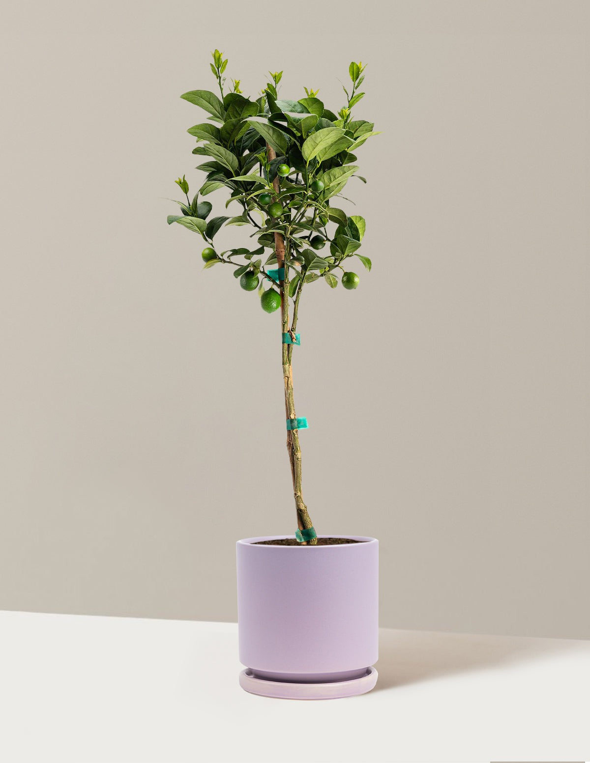 Key Lime Tree