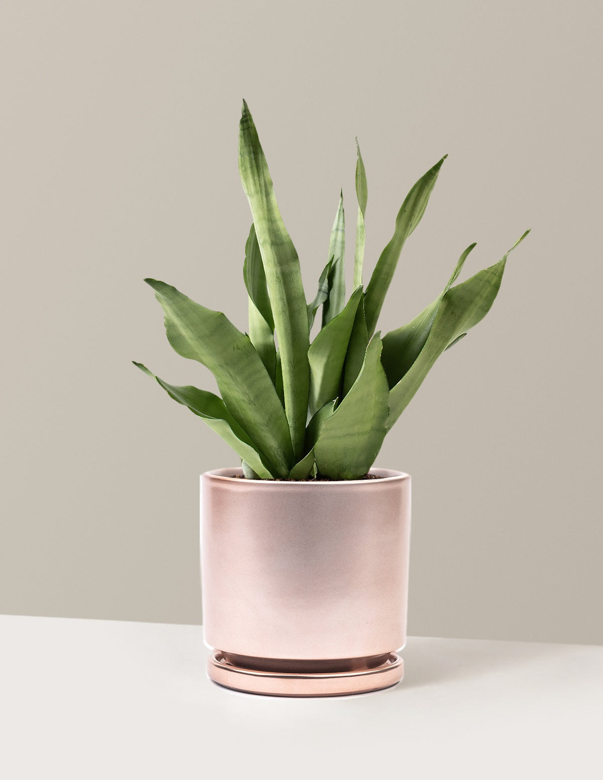 Moonshine Snake Plant