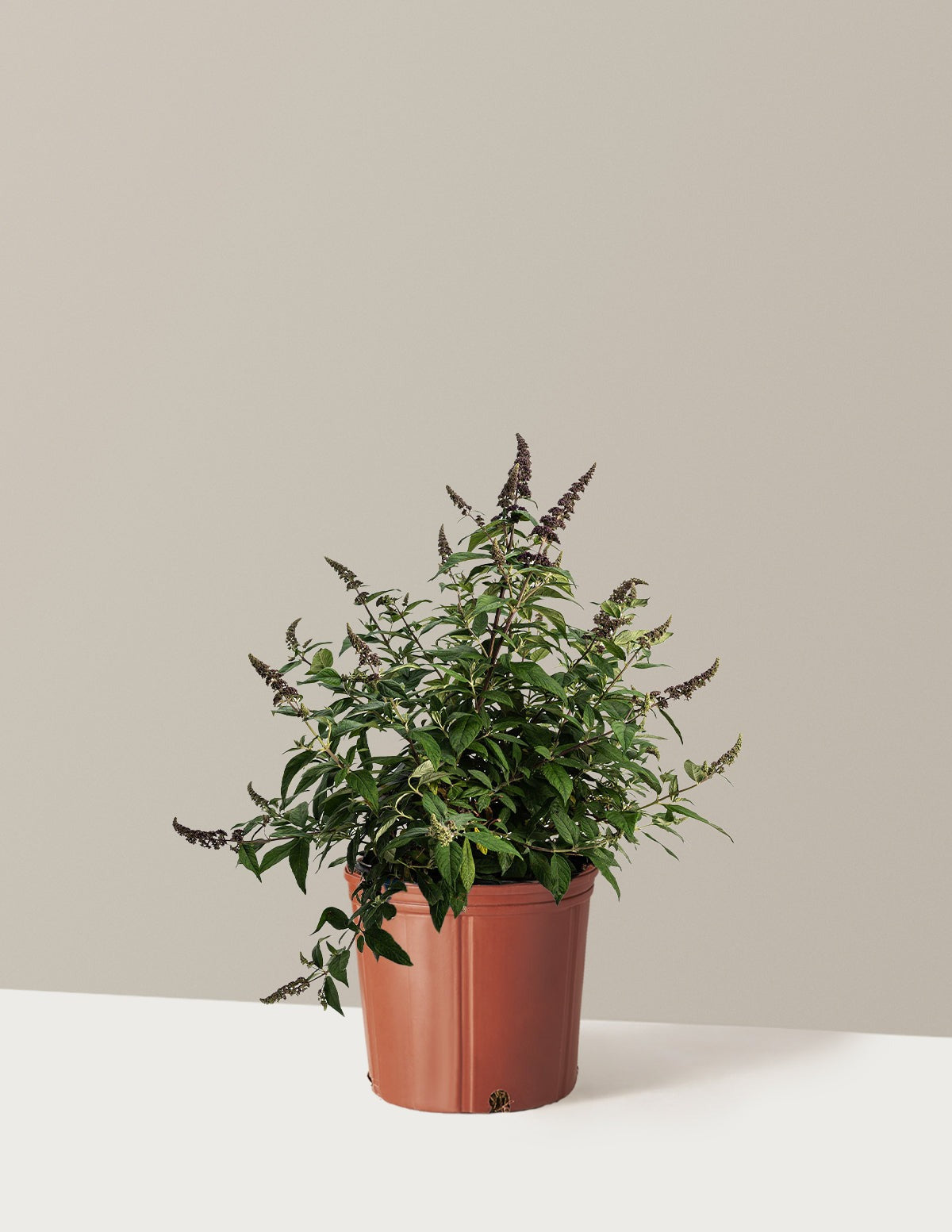 Blueberry PieTM Butterfly Bush