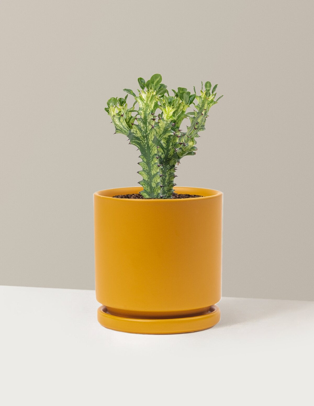 Euphorbia Mint Cream