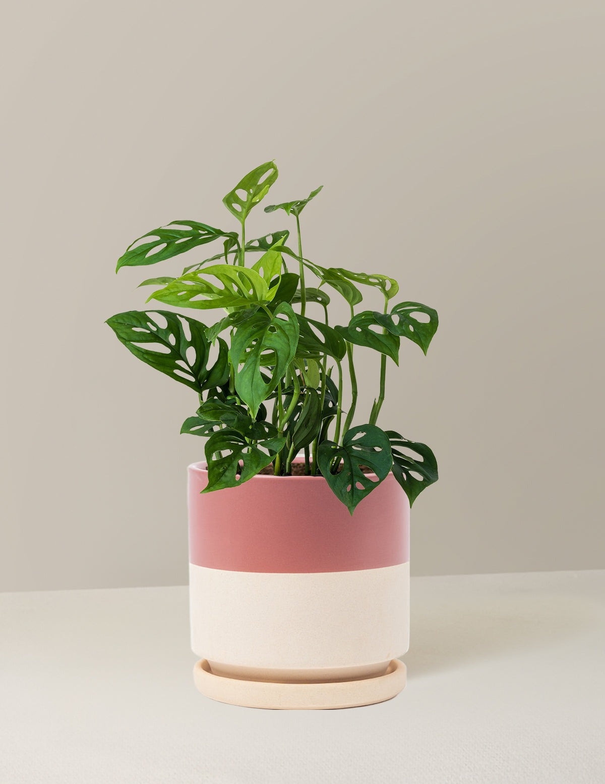 Monstera Esqueleto