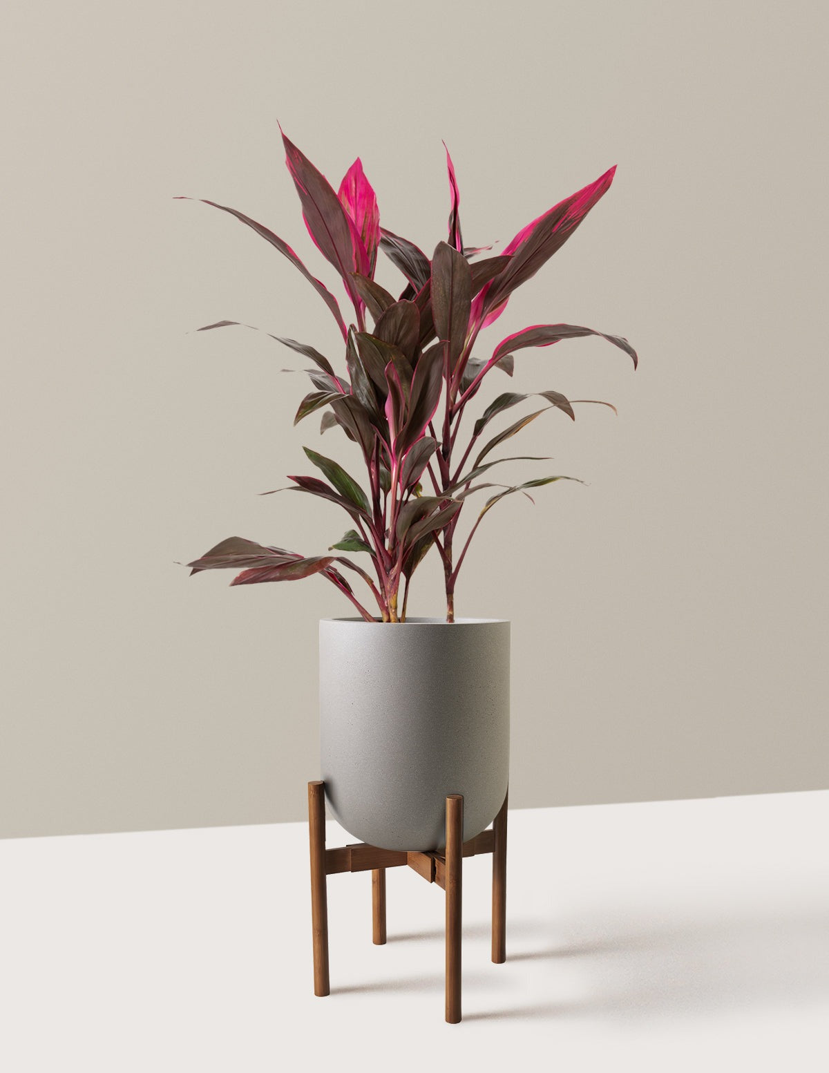Large Cordyline Red Sister