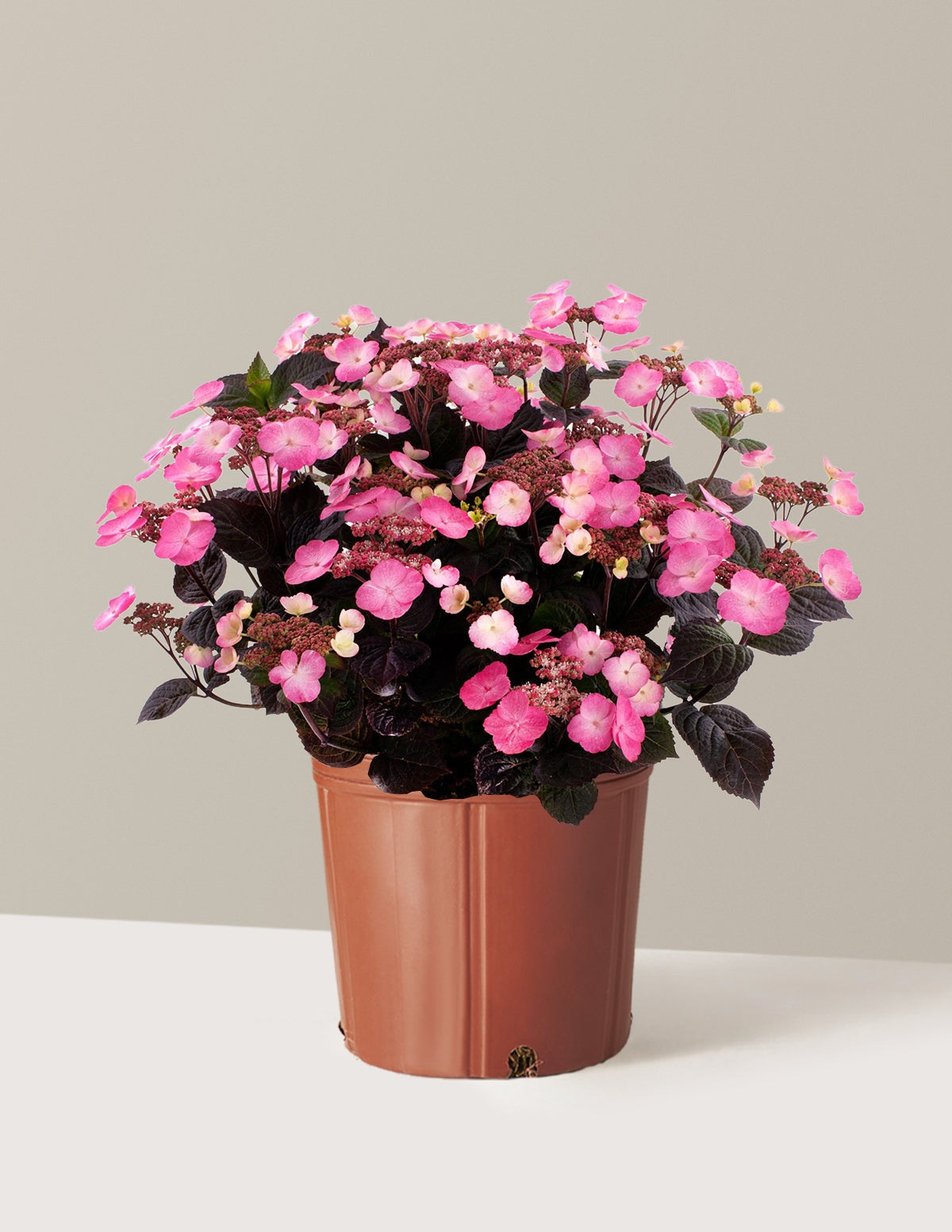 Pink DynamoTM Hydrangea