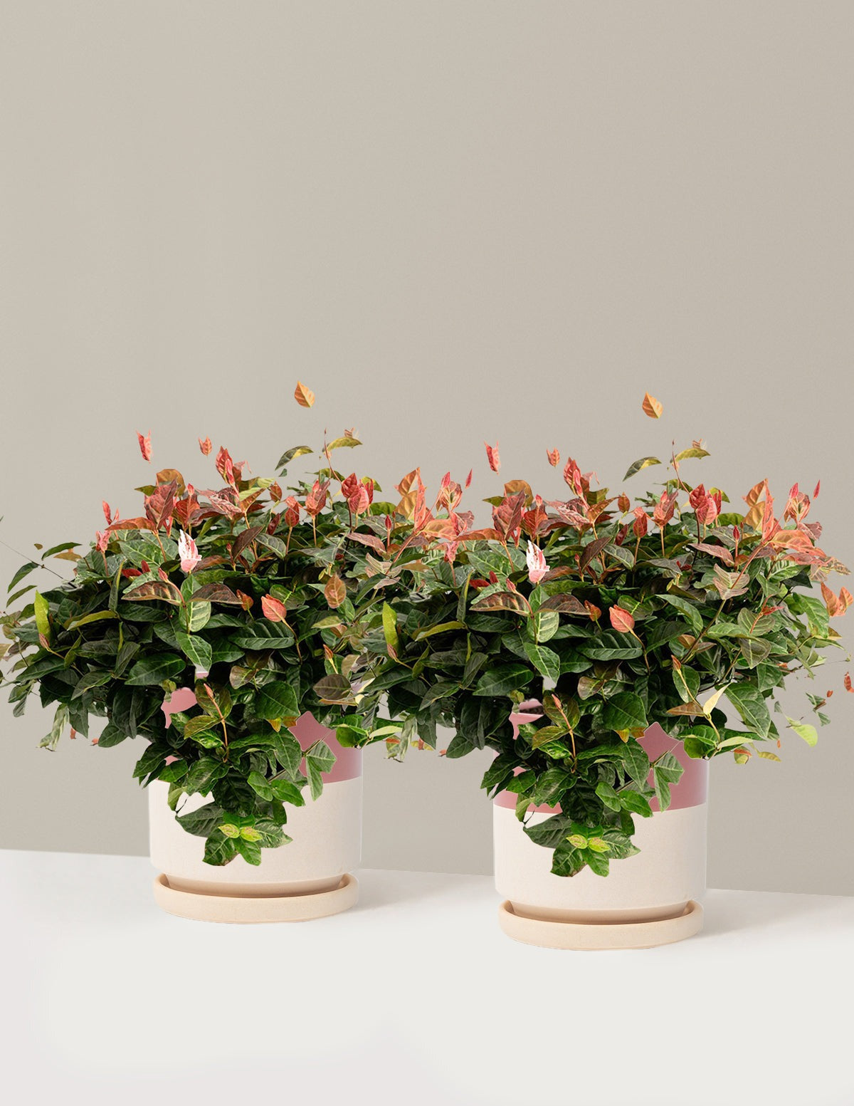 Snow-N-SummerTM Asiatic Jasmine