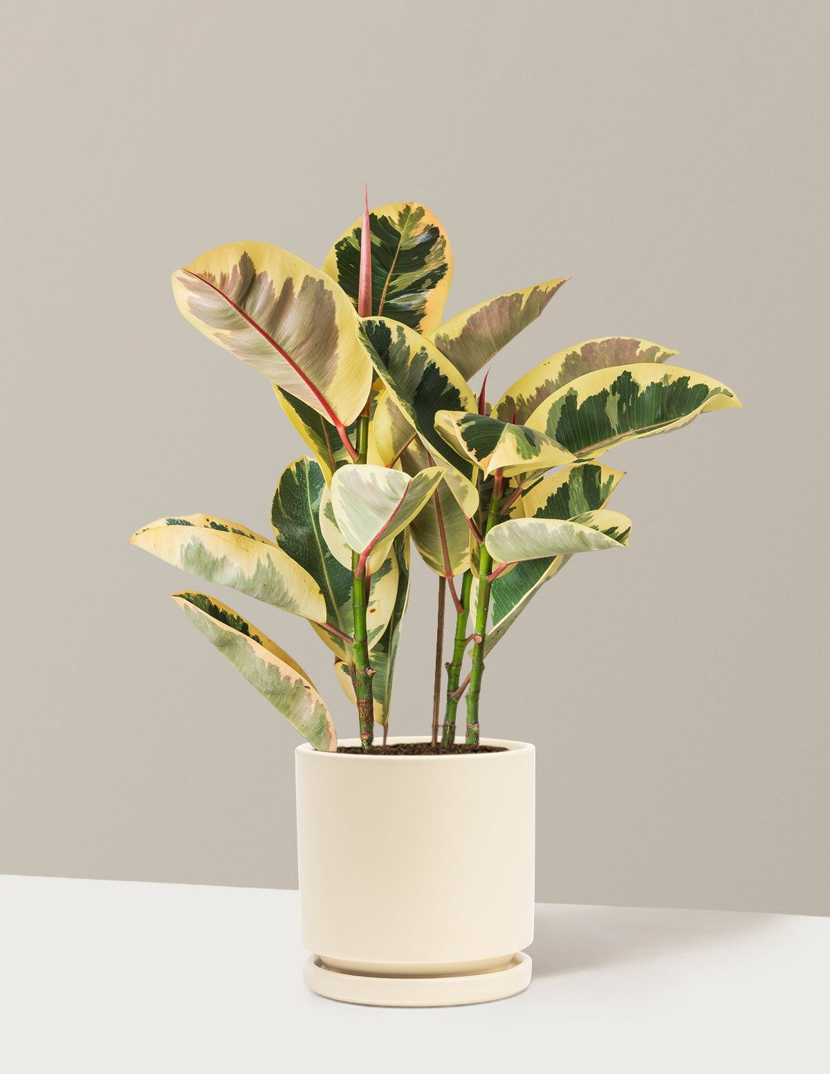 Ficus Tineke Bush