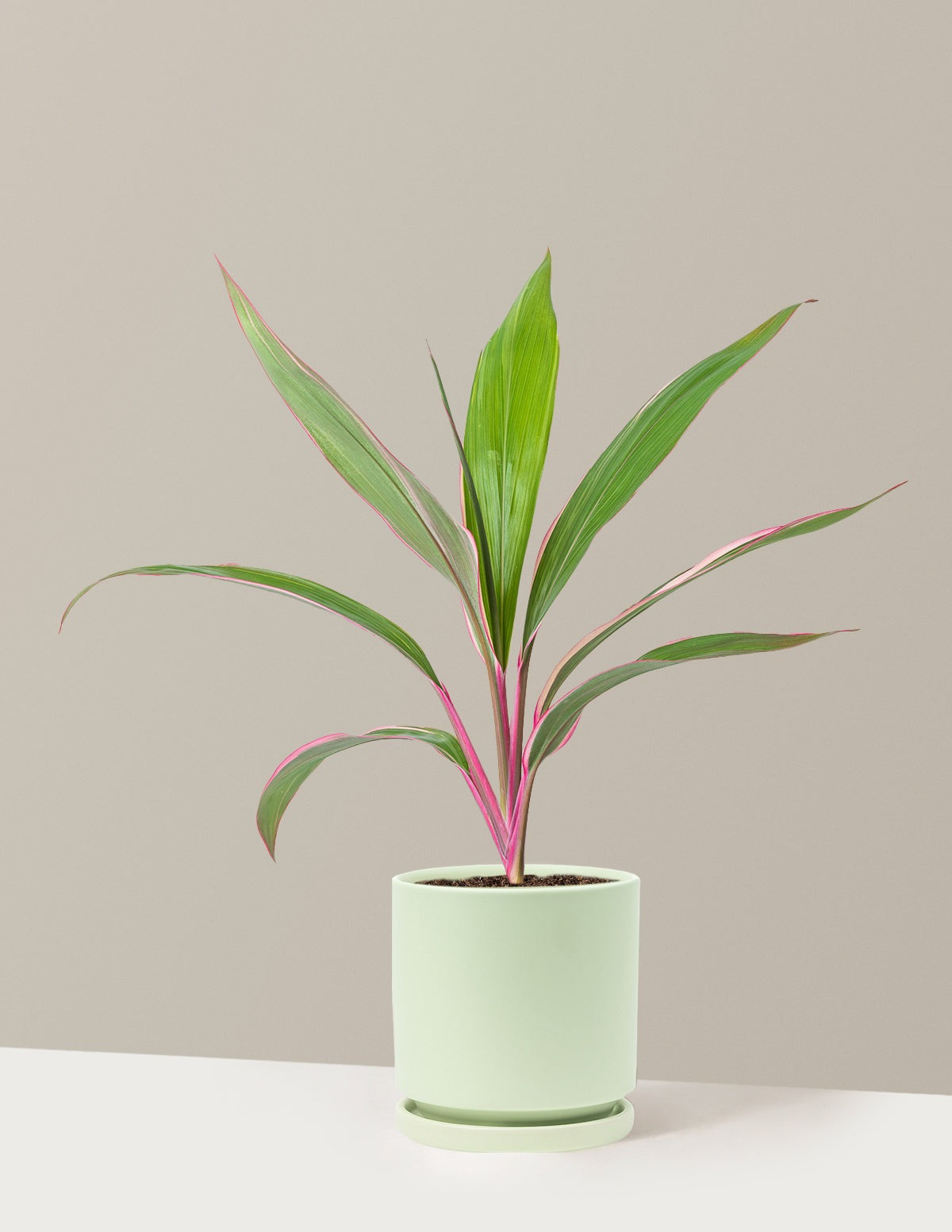 Cordyline Pink Diamond